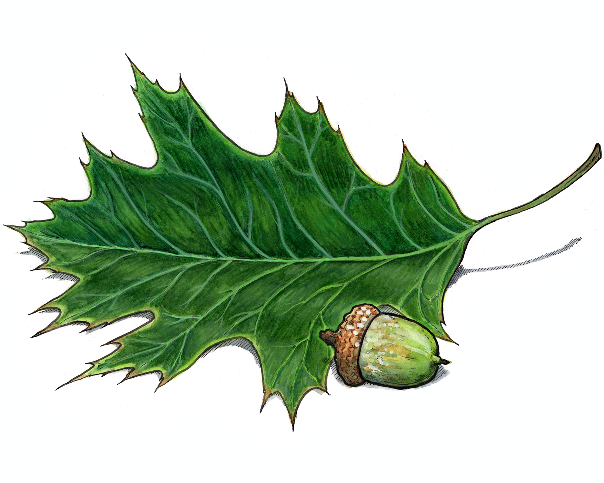 Illustration of a Northern Red Oak Leaf and acorn