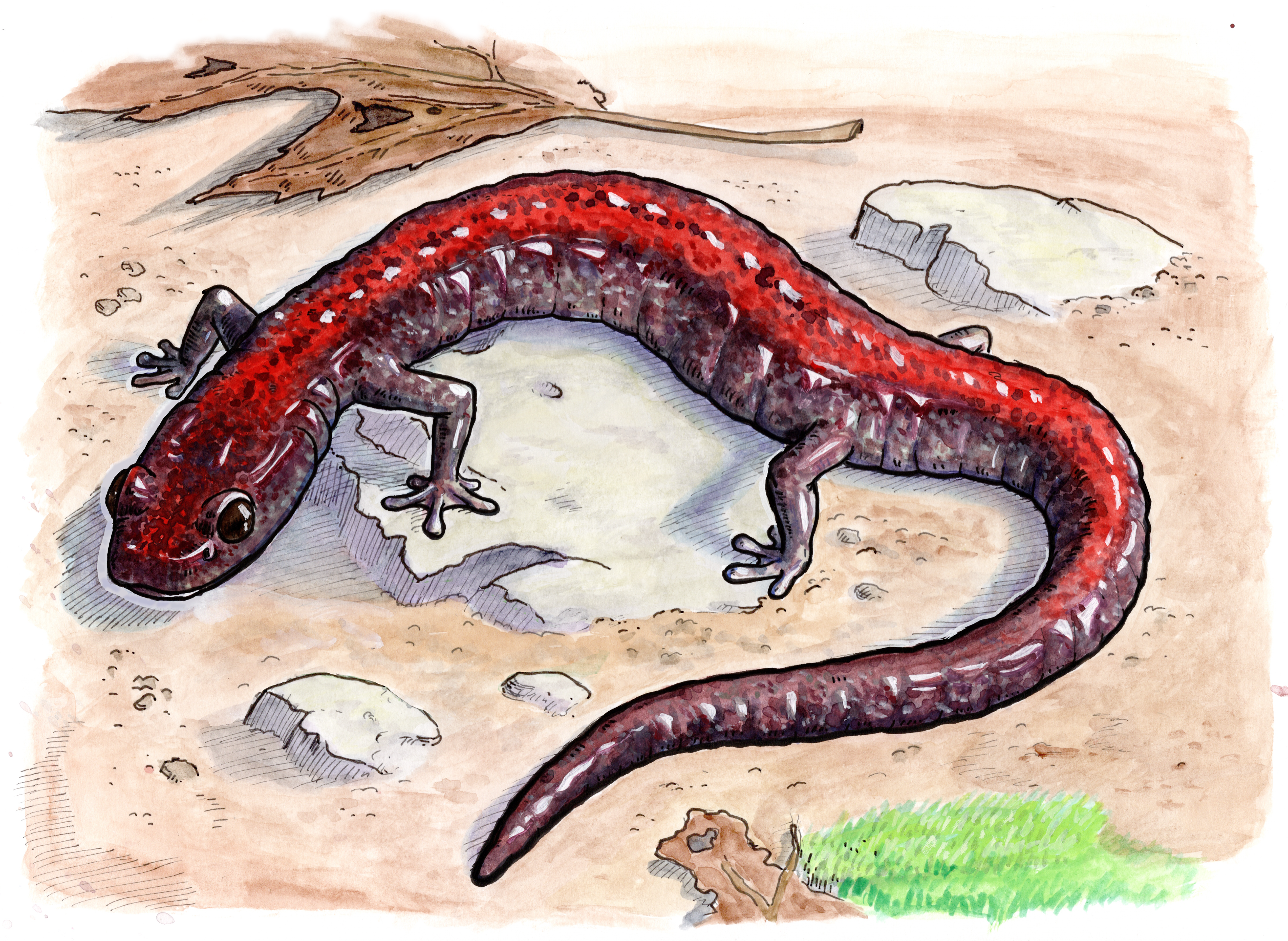 Illustration of an Eastern Red-backed Salamander 