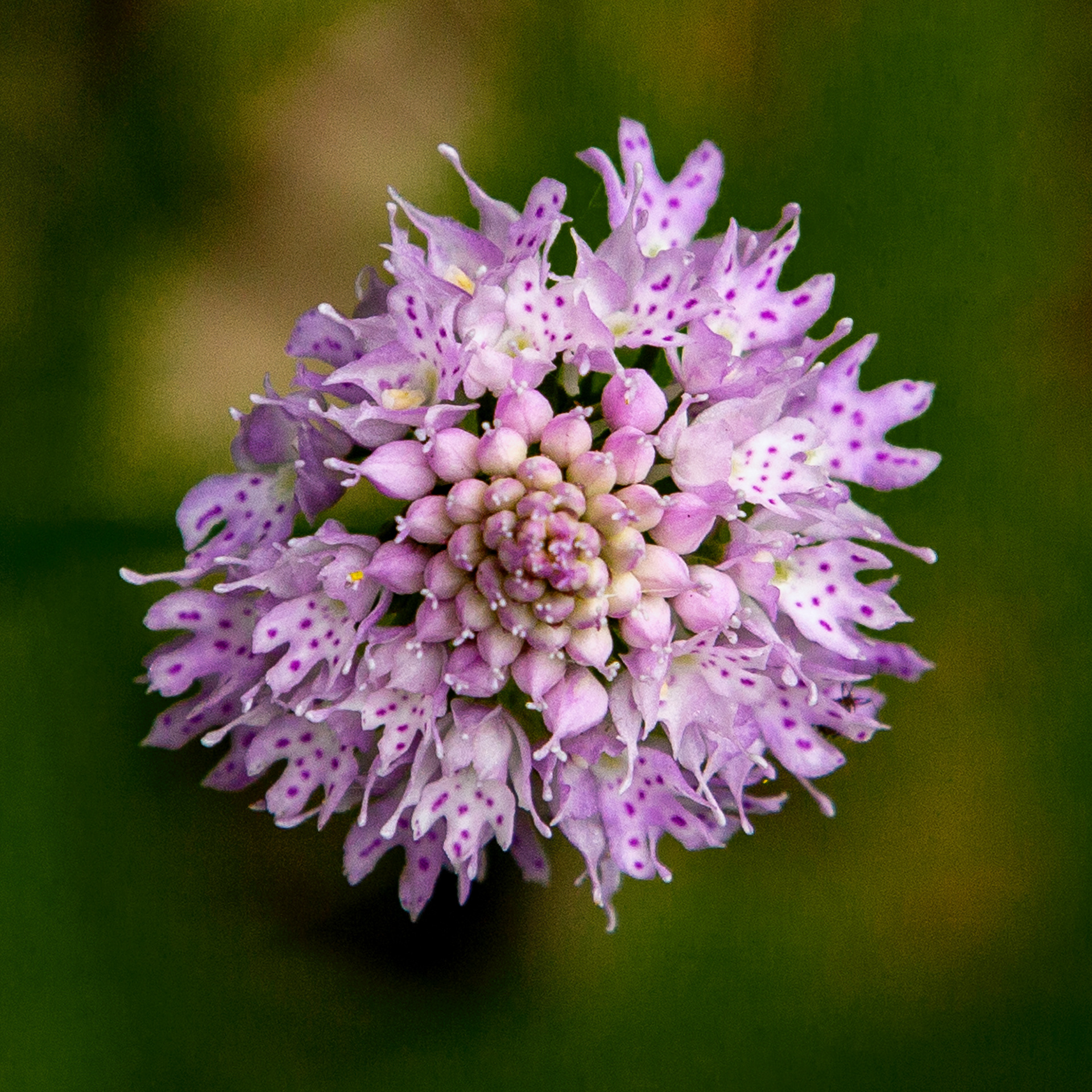 Traunsteinera globosa