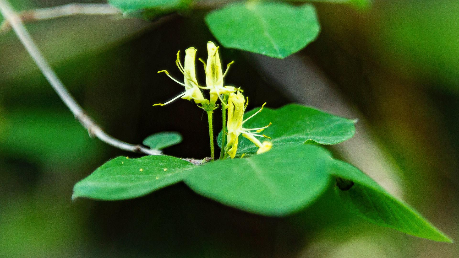Lonicera nigra