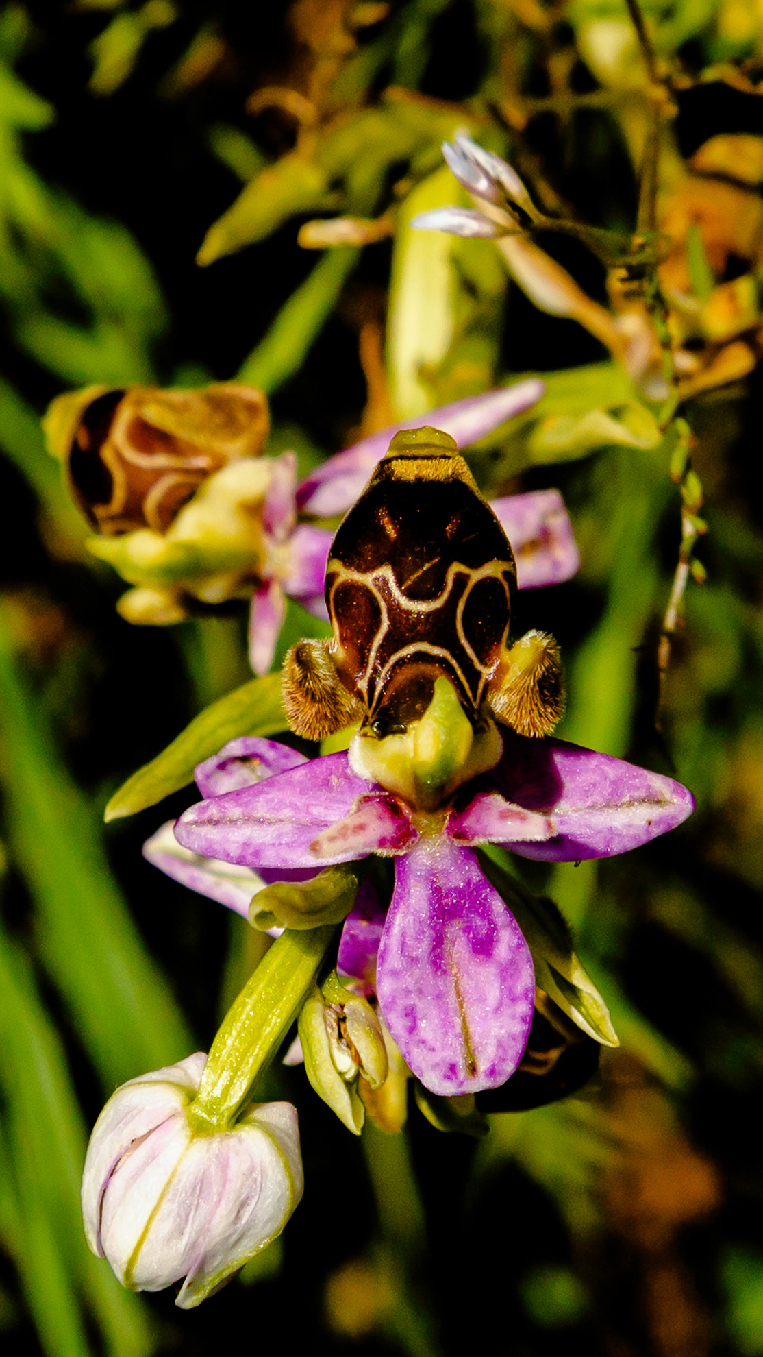 Ophris