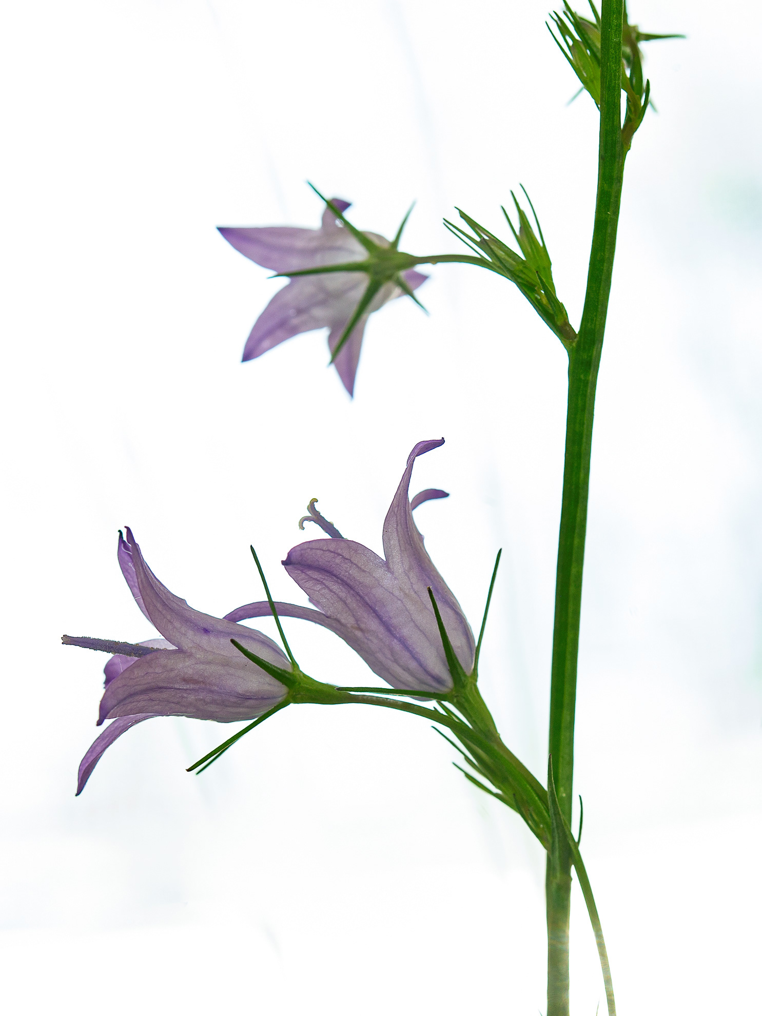 Campanula