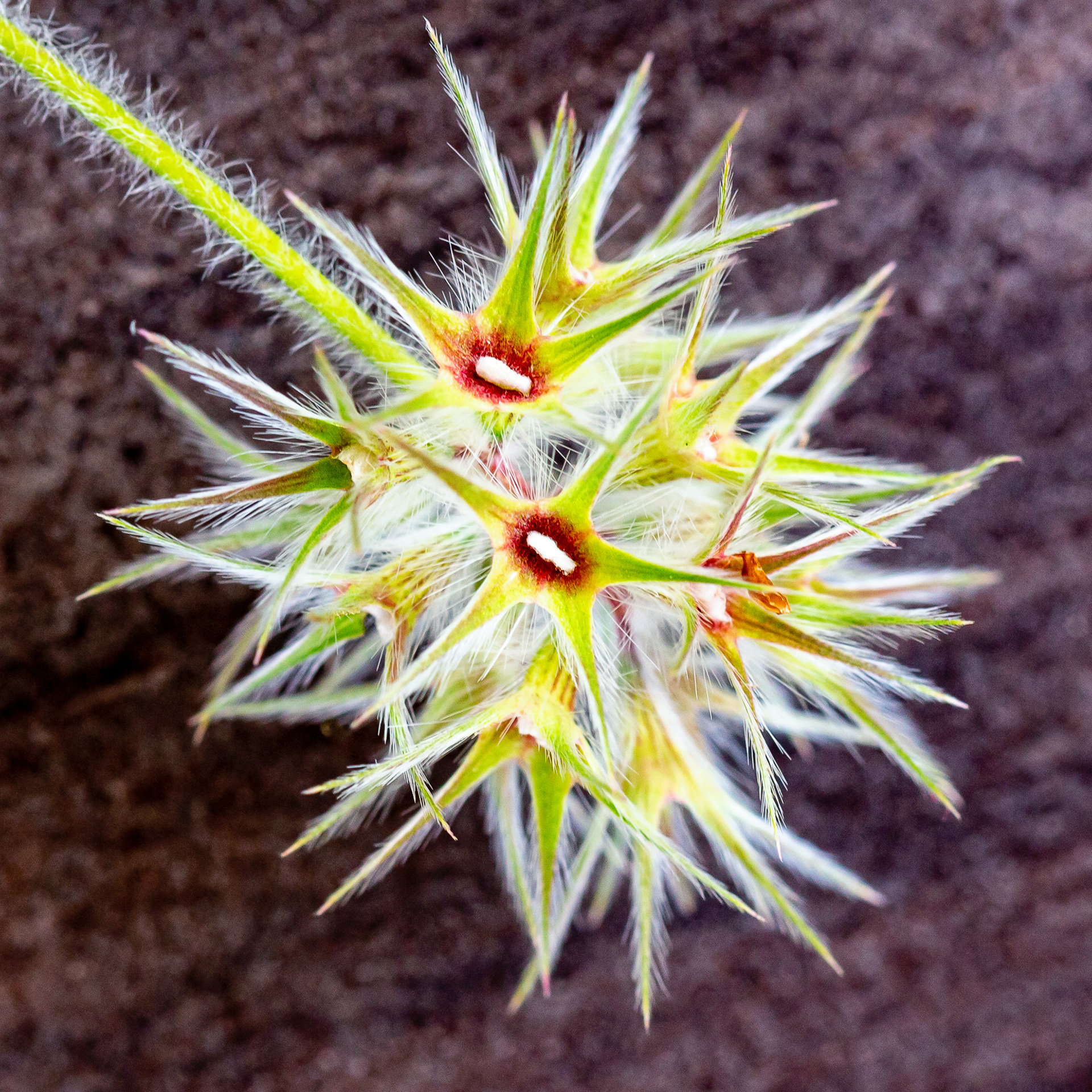 Trifolium stellatum