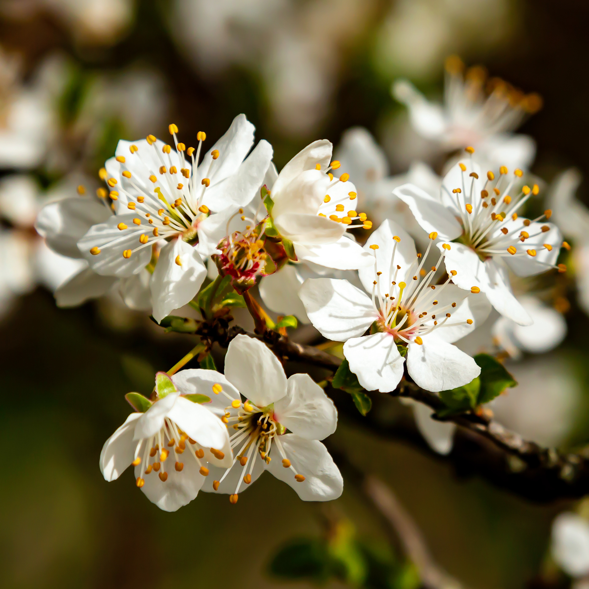 Prunus