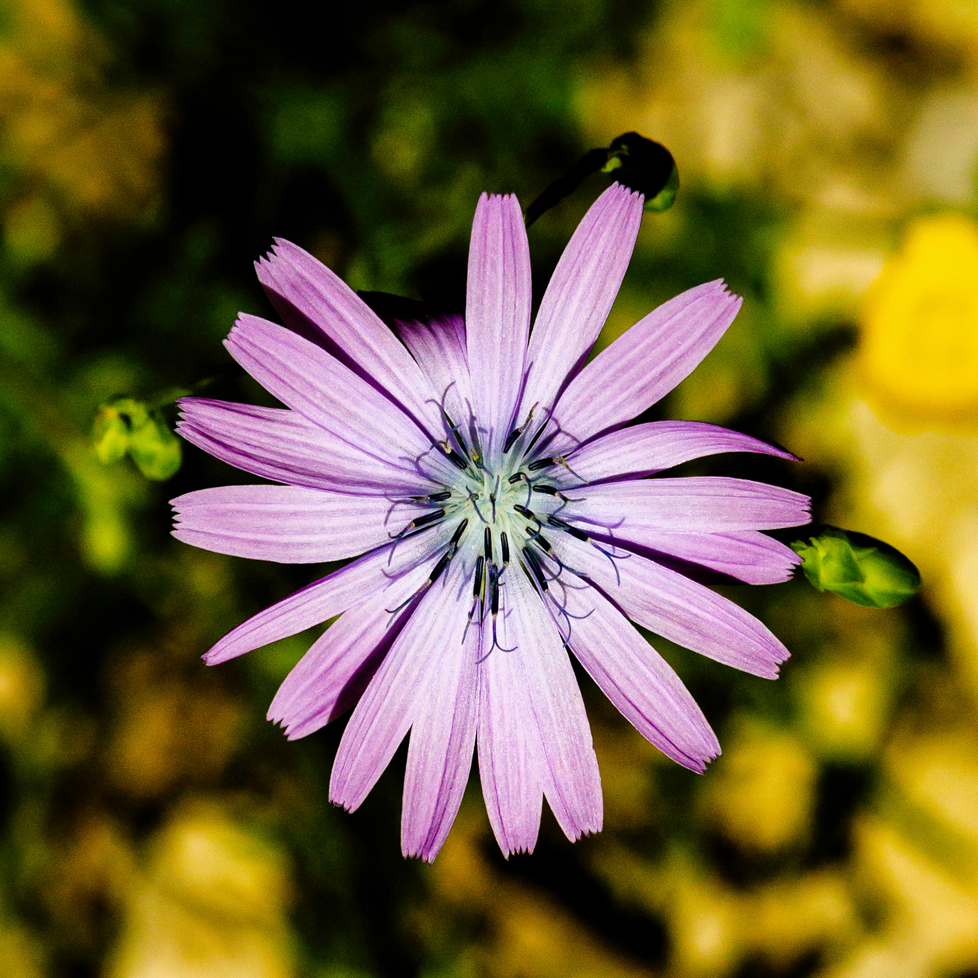 Lactuca perennis