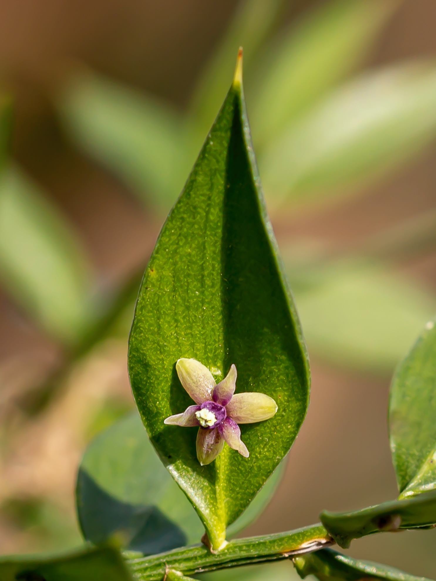 Ruscus aculeatus