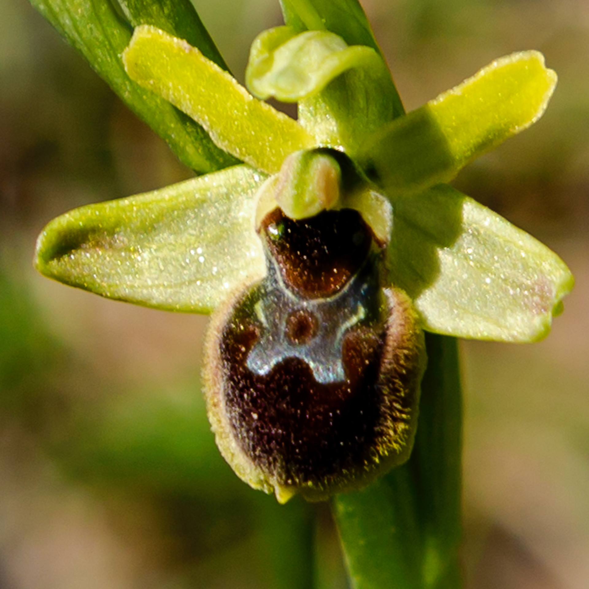 Ophris