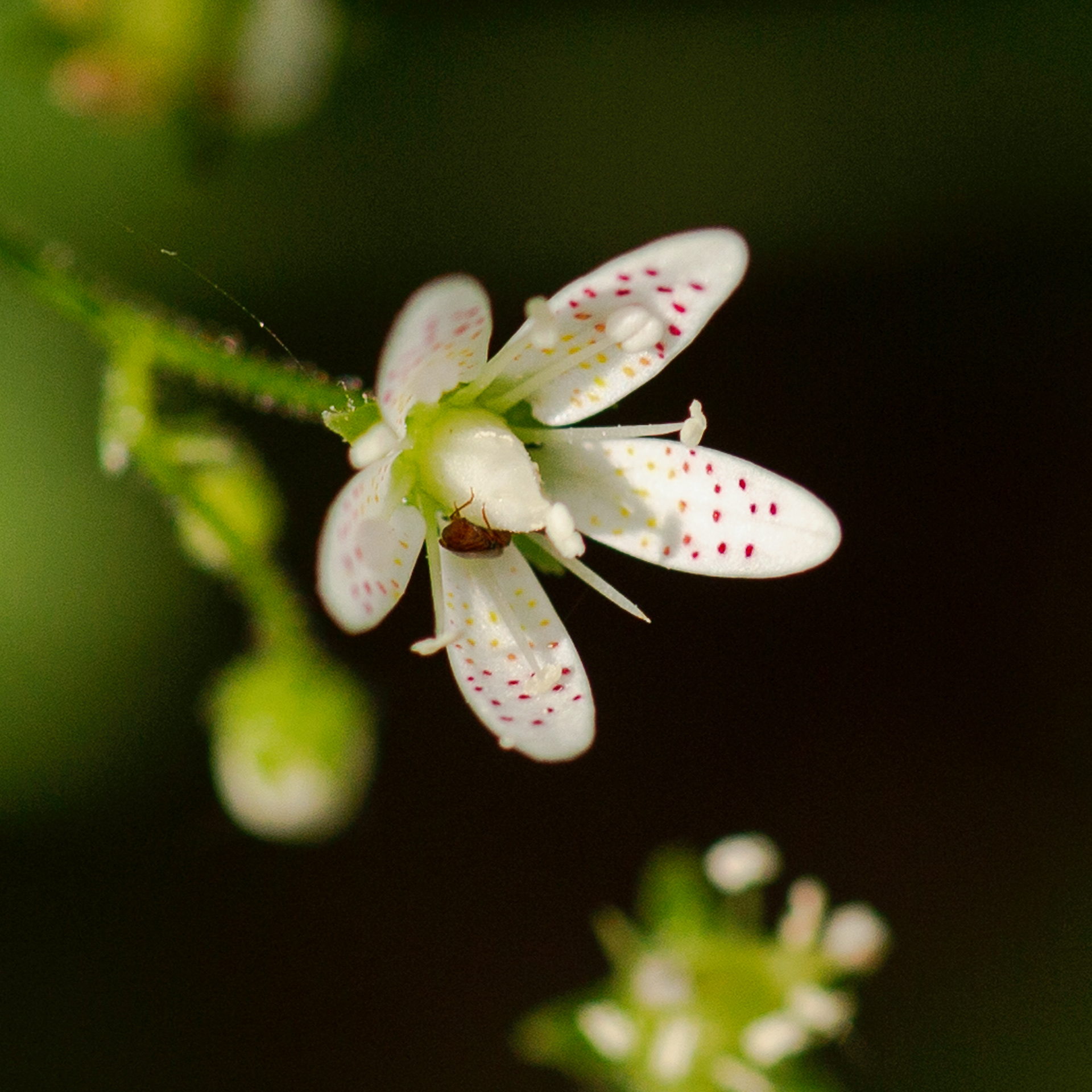 Salix rotondifolia