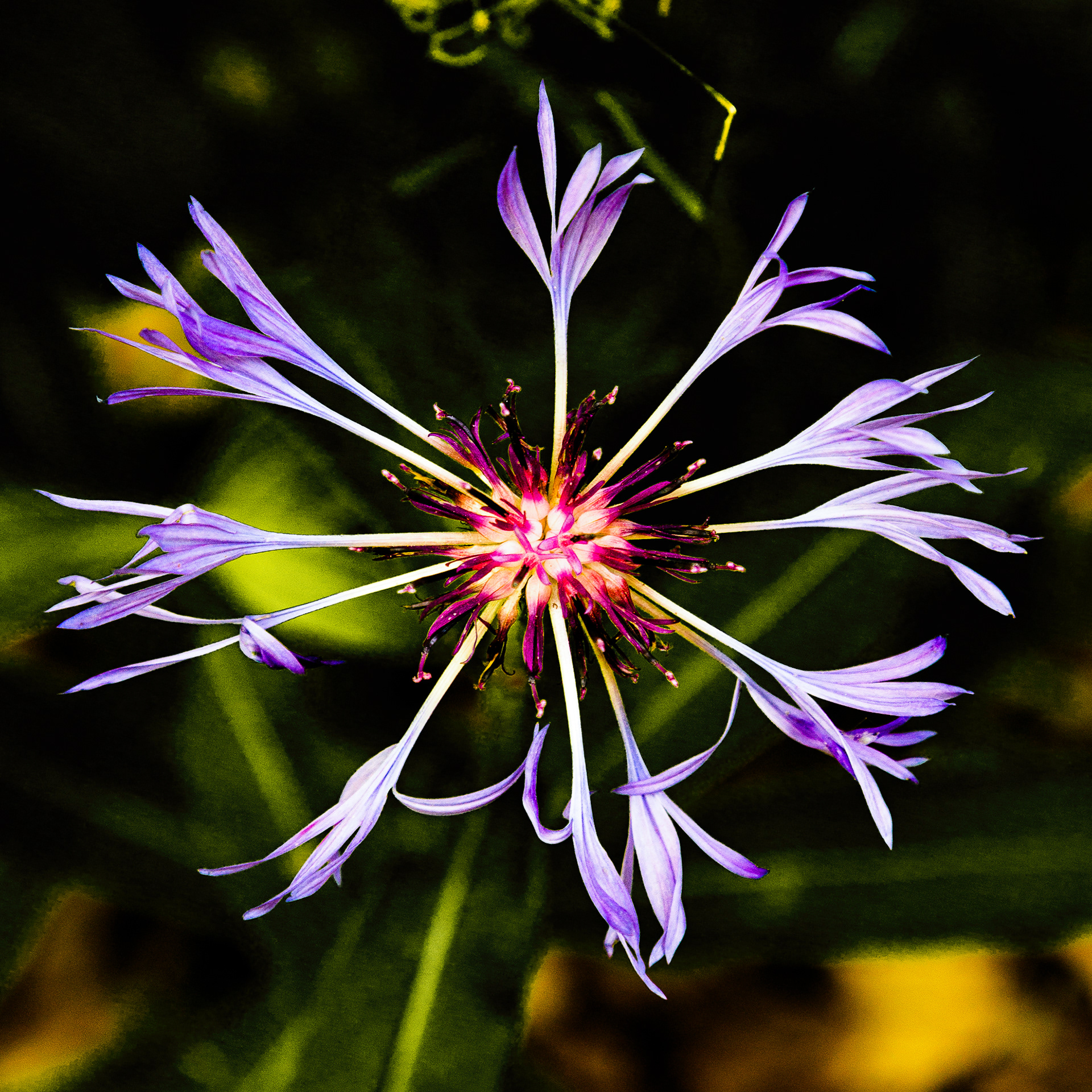 Centaurea montanum