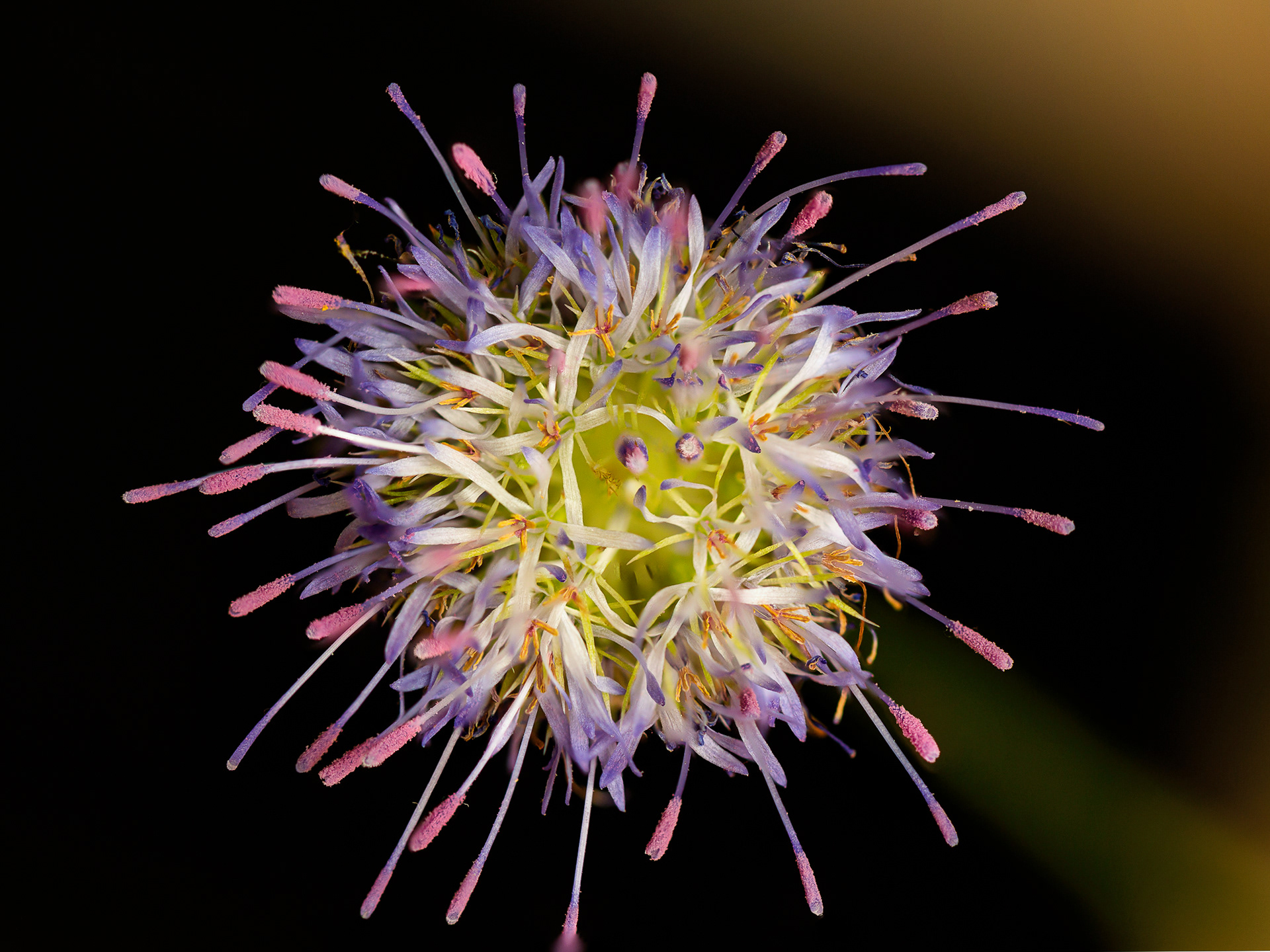 Jasione