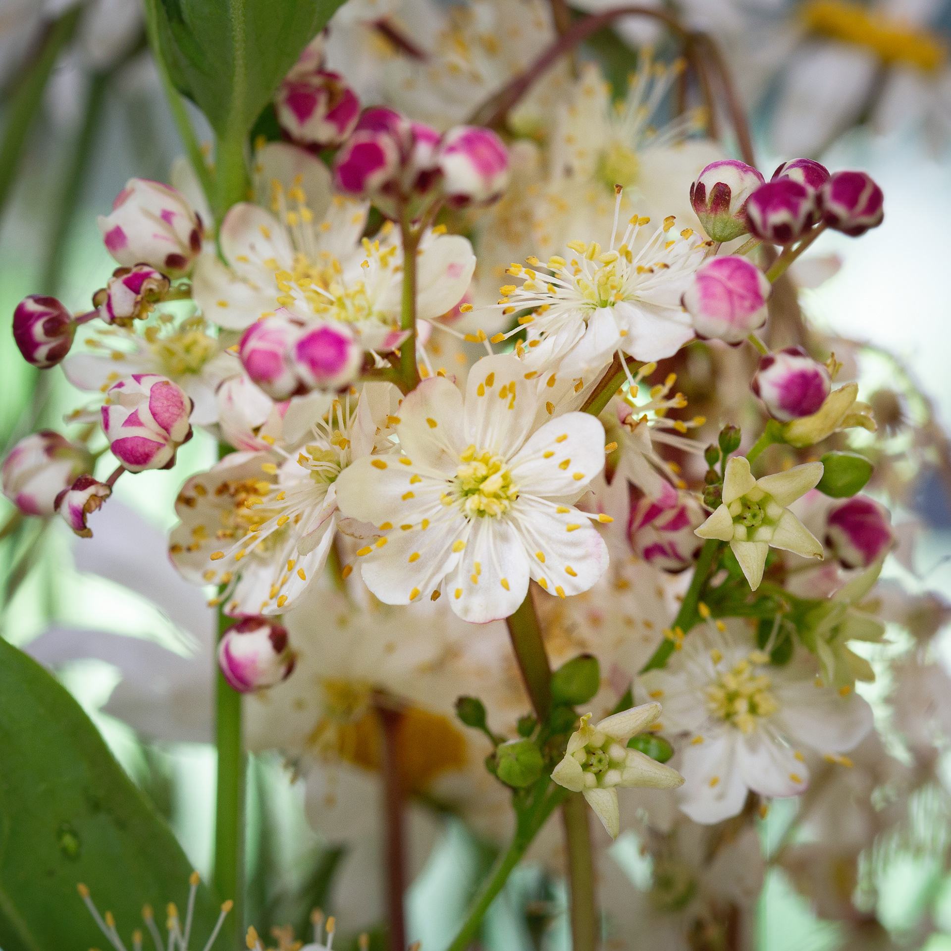 Filipendula vulgaris