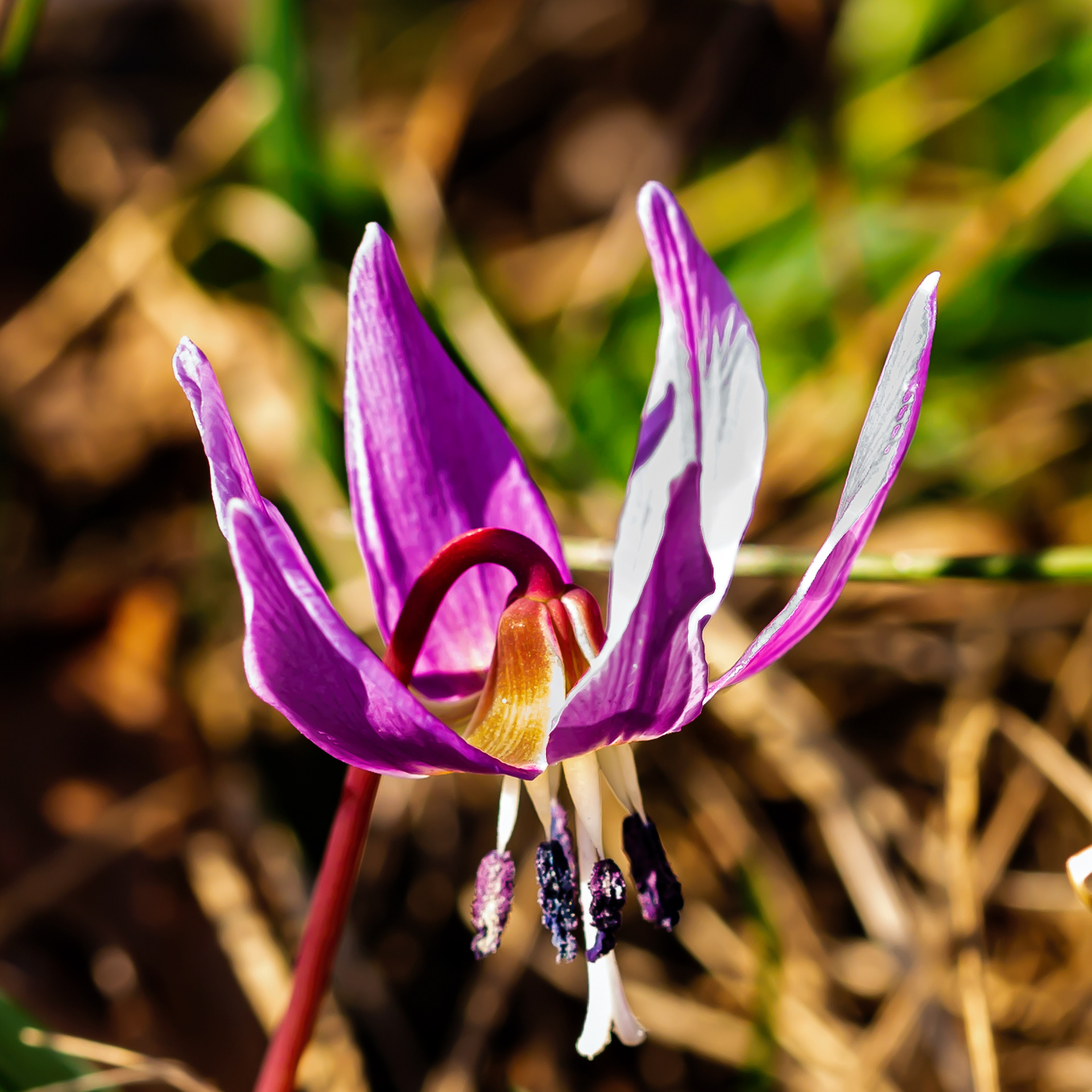 Erythronium dens canis