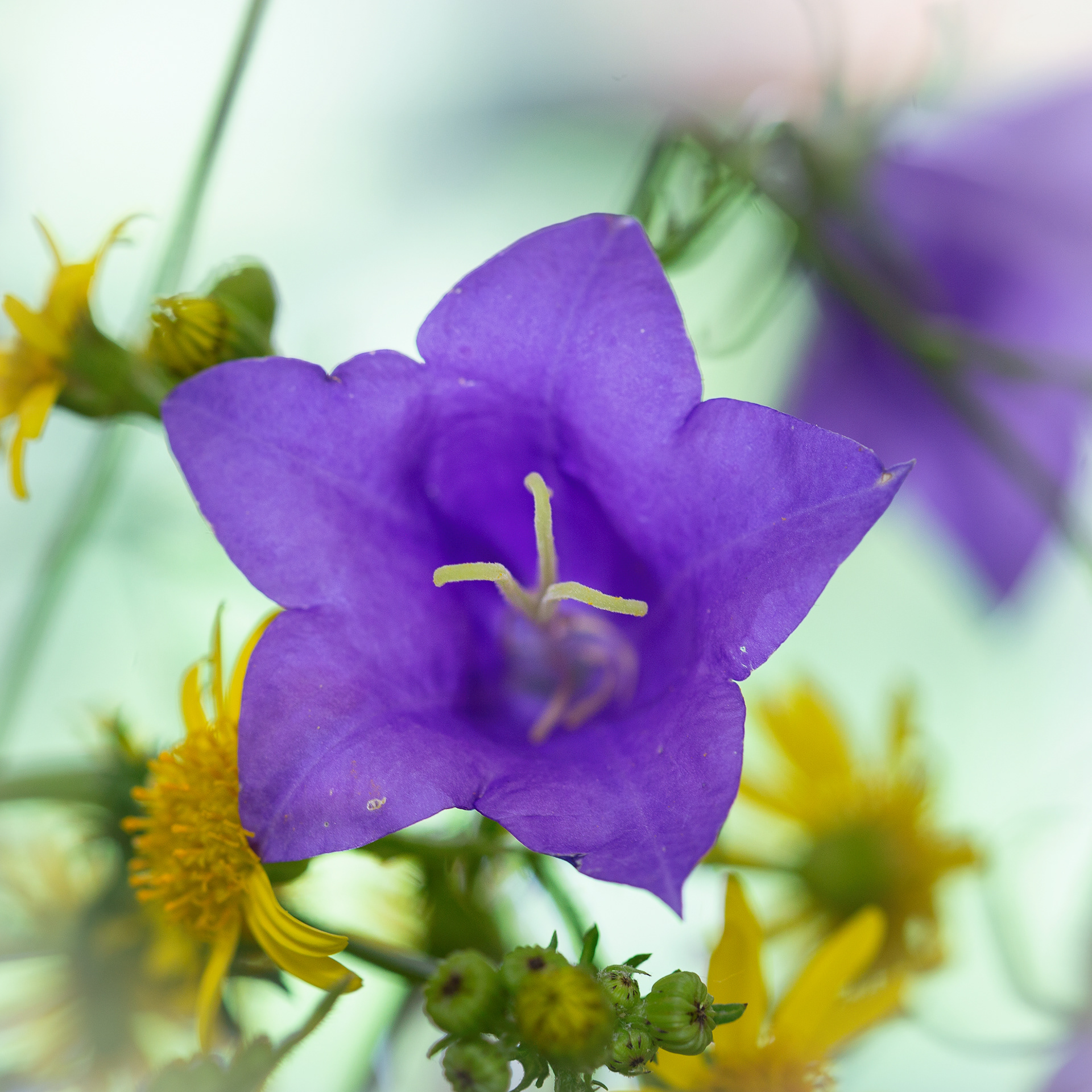 Campanula