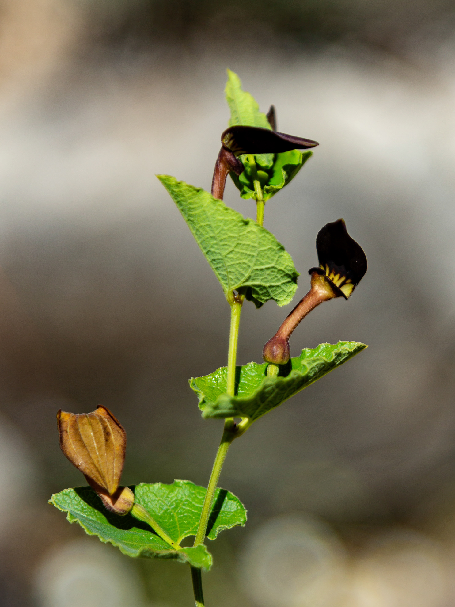 Aristolochia pistolachia
