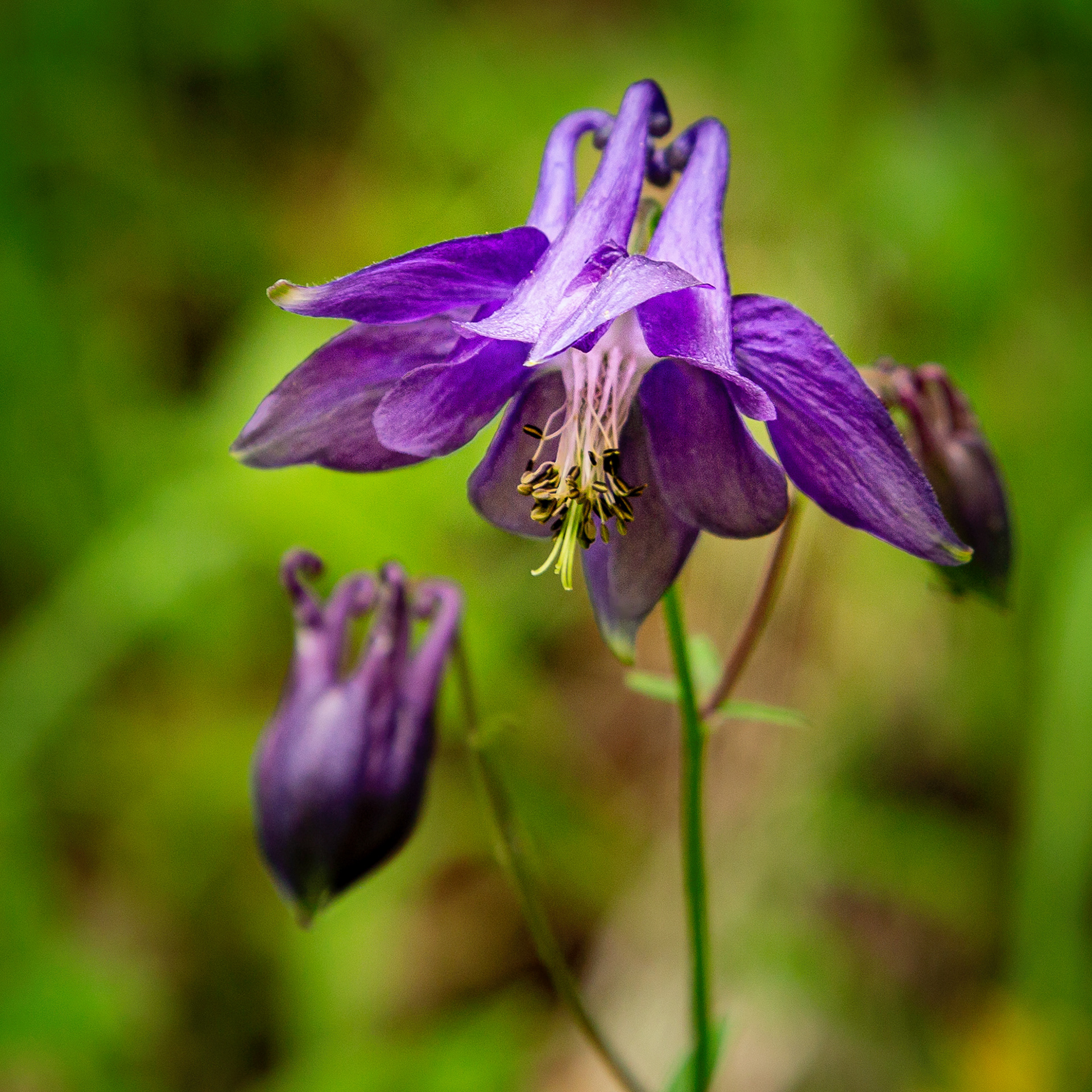 Aquilegia vulgaris