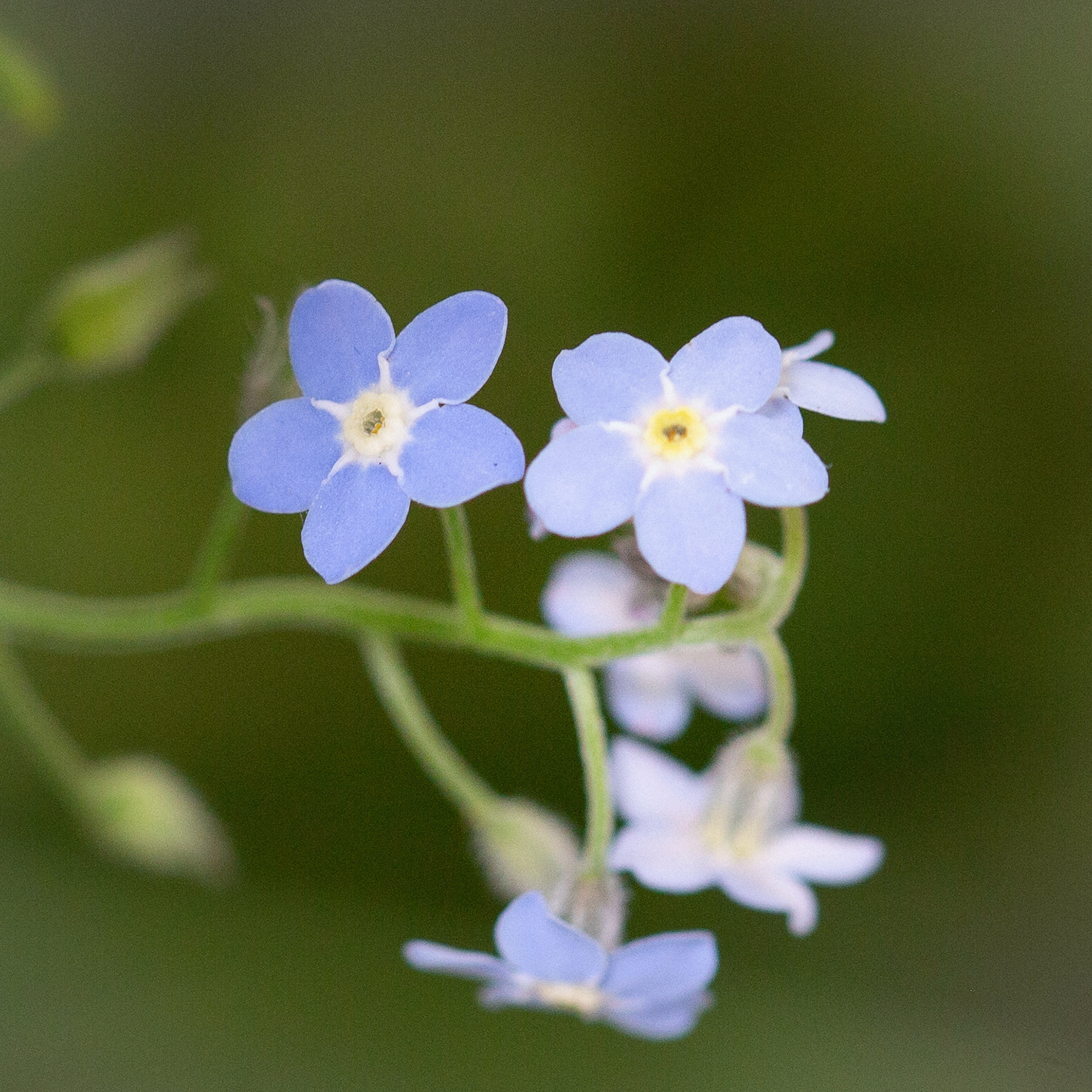 Myosotis