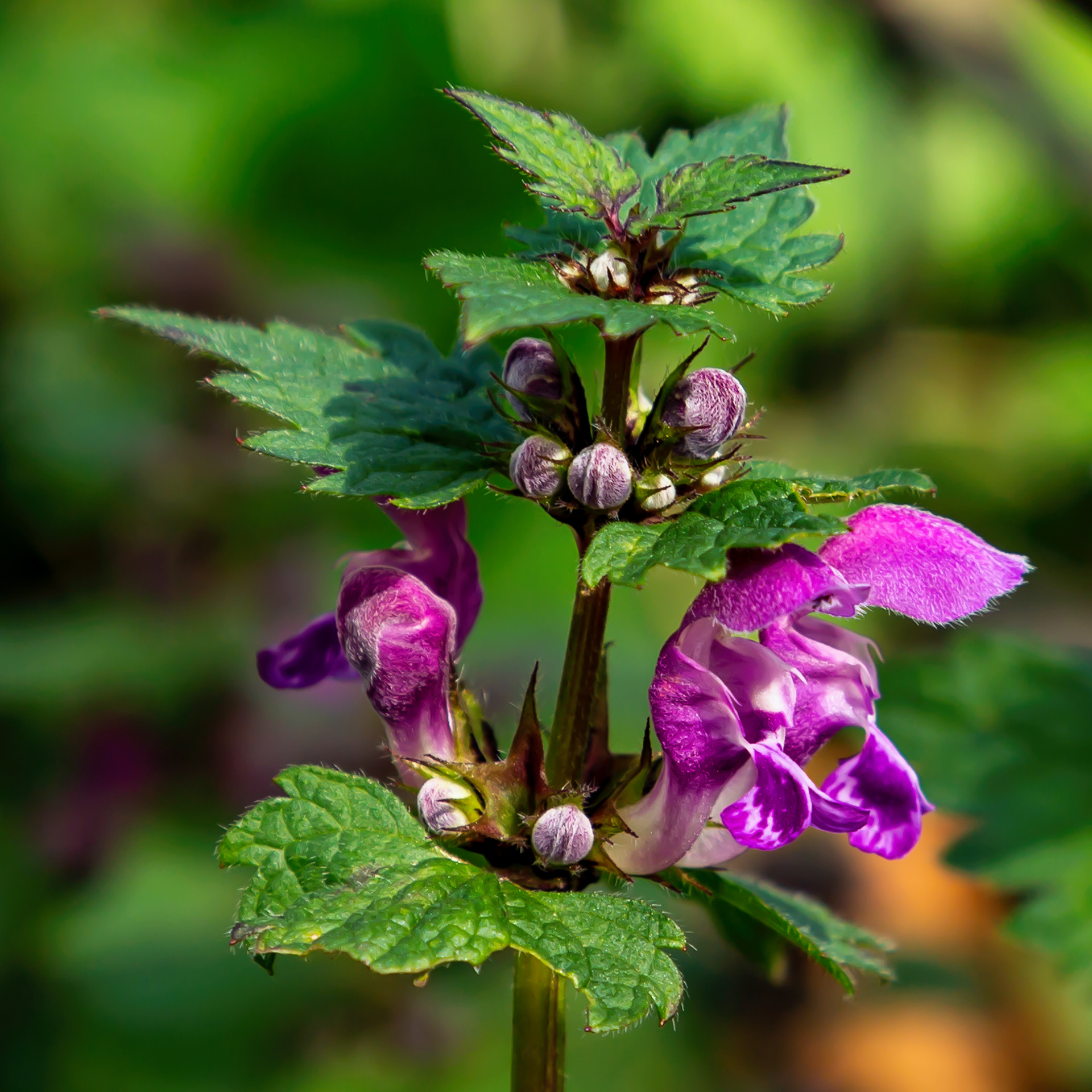 Lamium maculatum