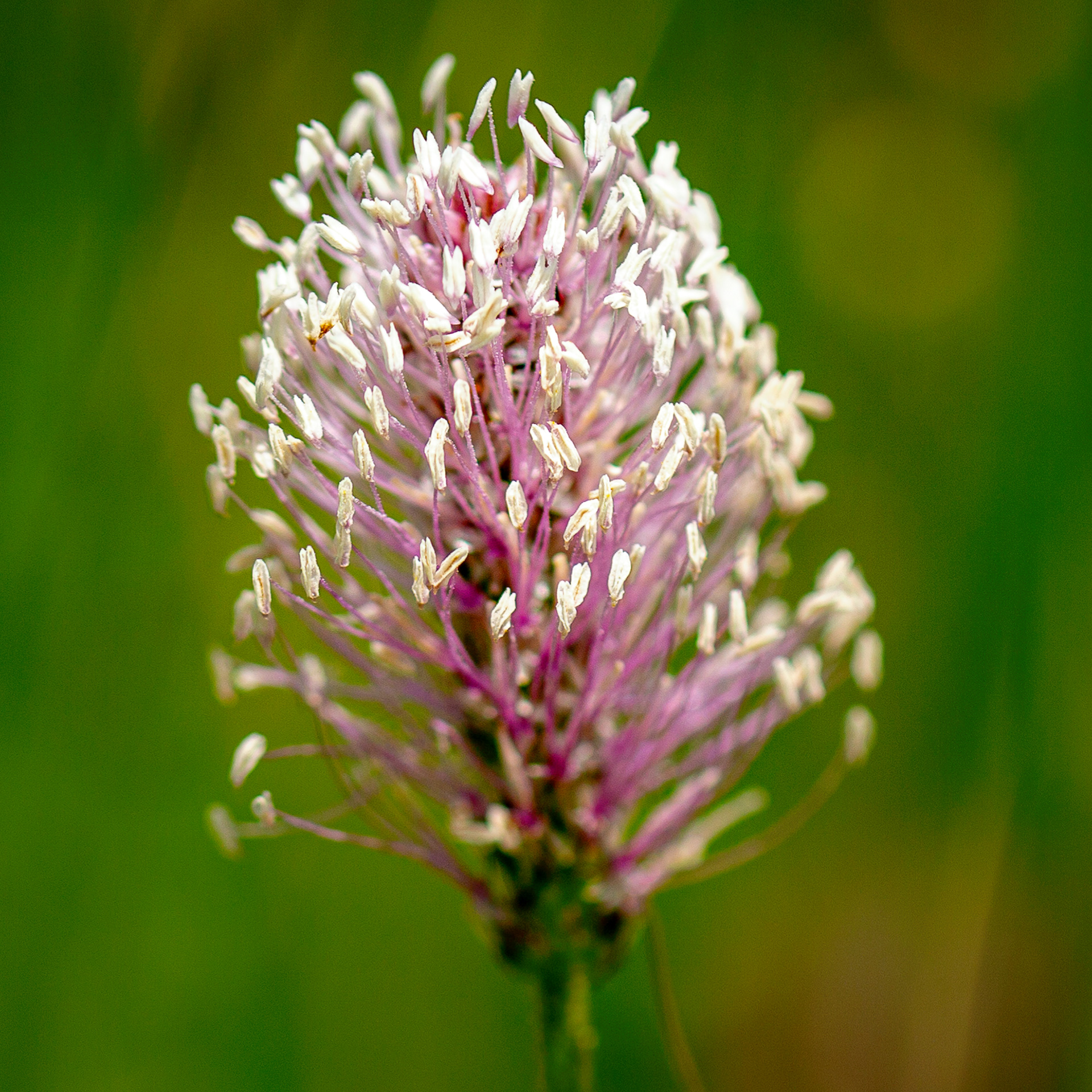 Plantago