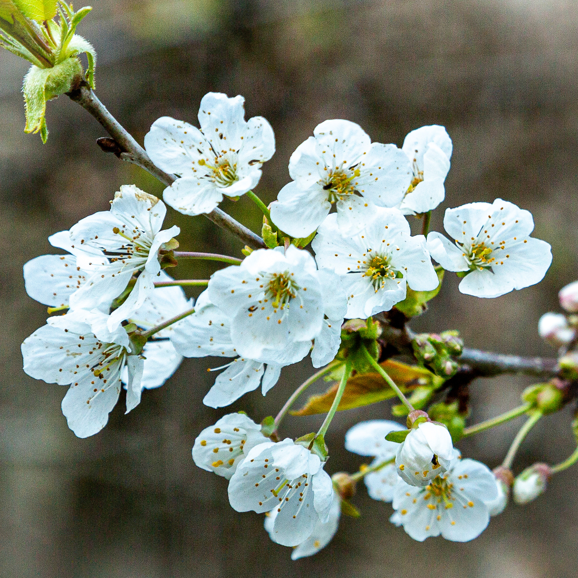 Prunus