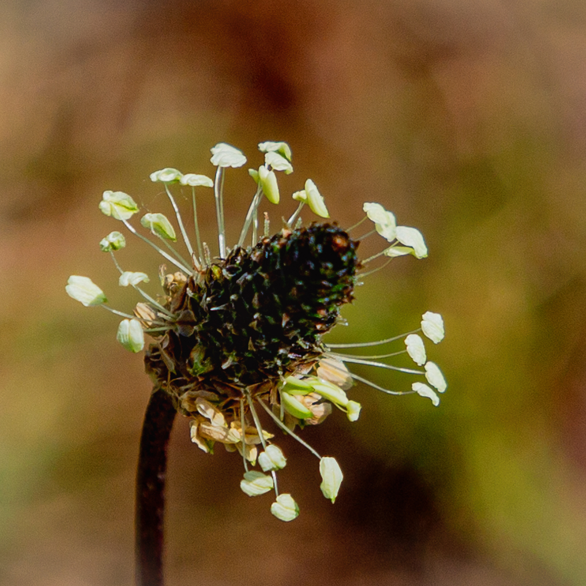 Plantago lanceolata