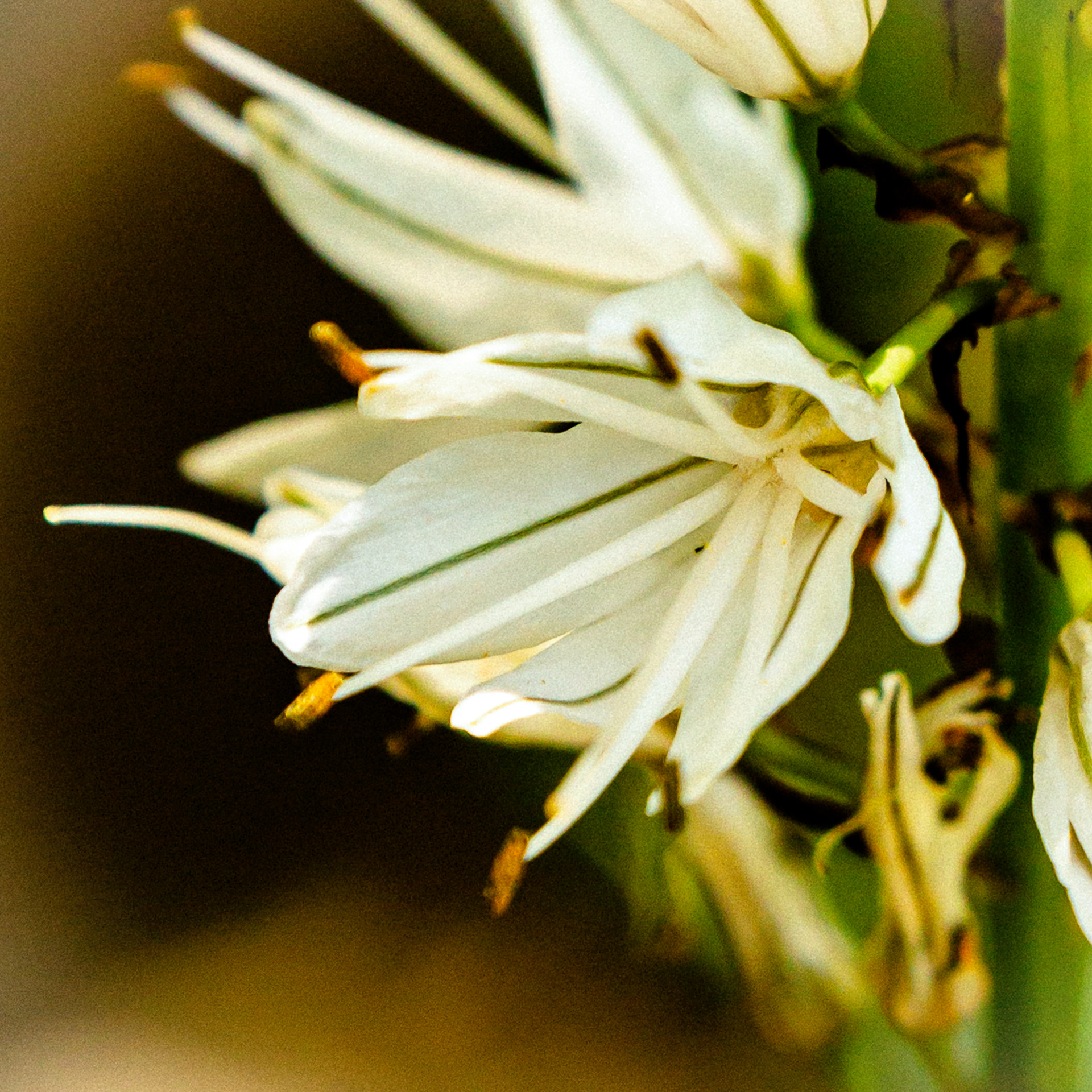Asphodelus albus