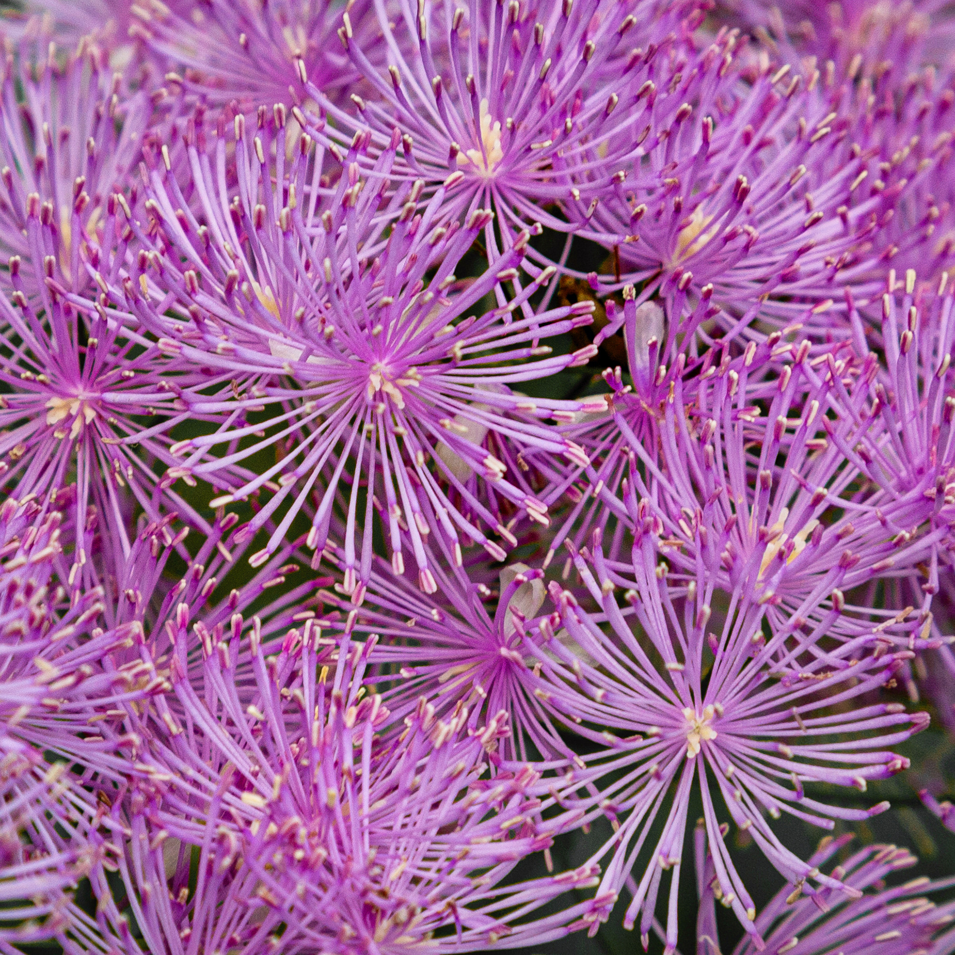 Thalictrum aquilegifolium