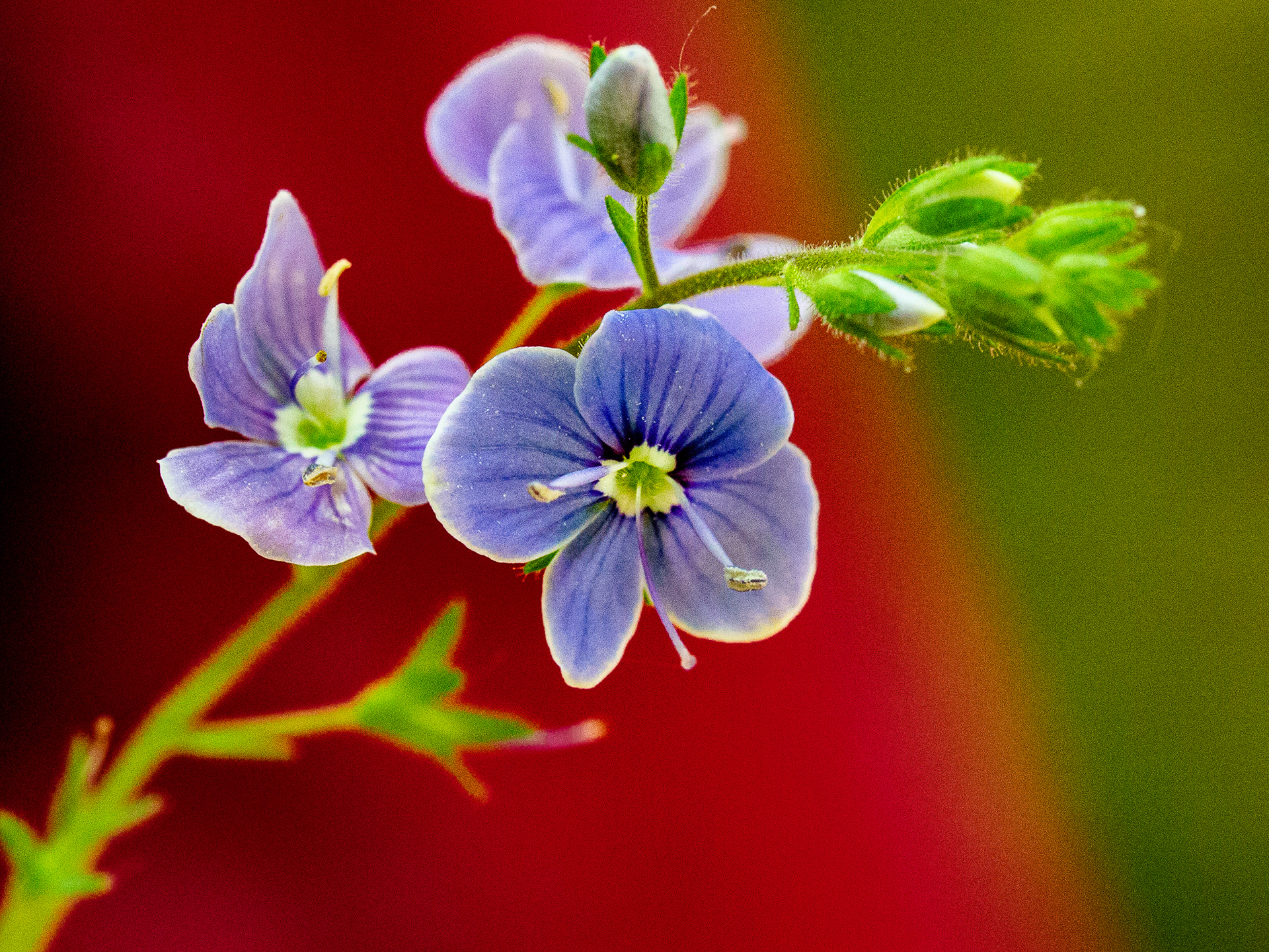 Veronica chamaedrys