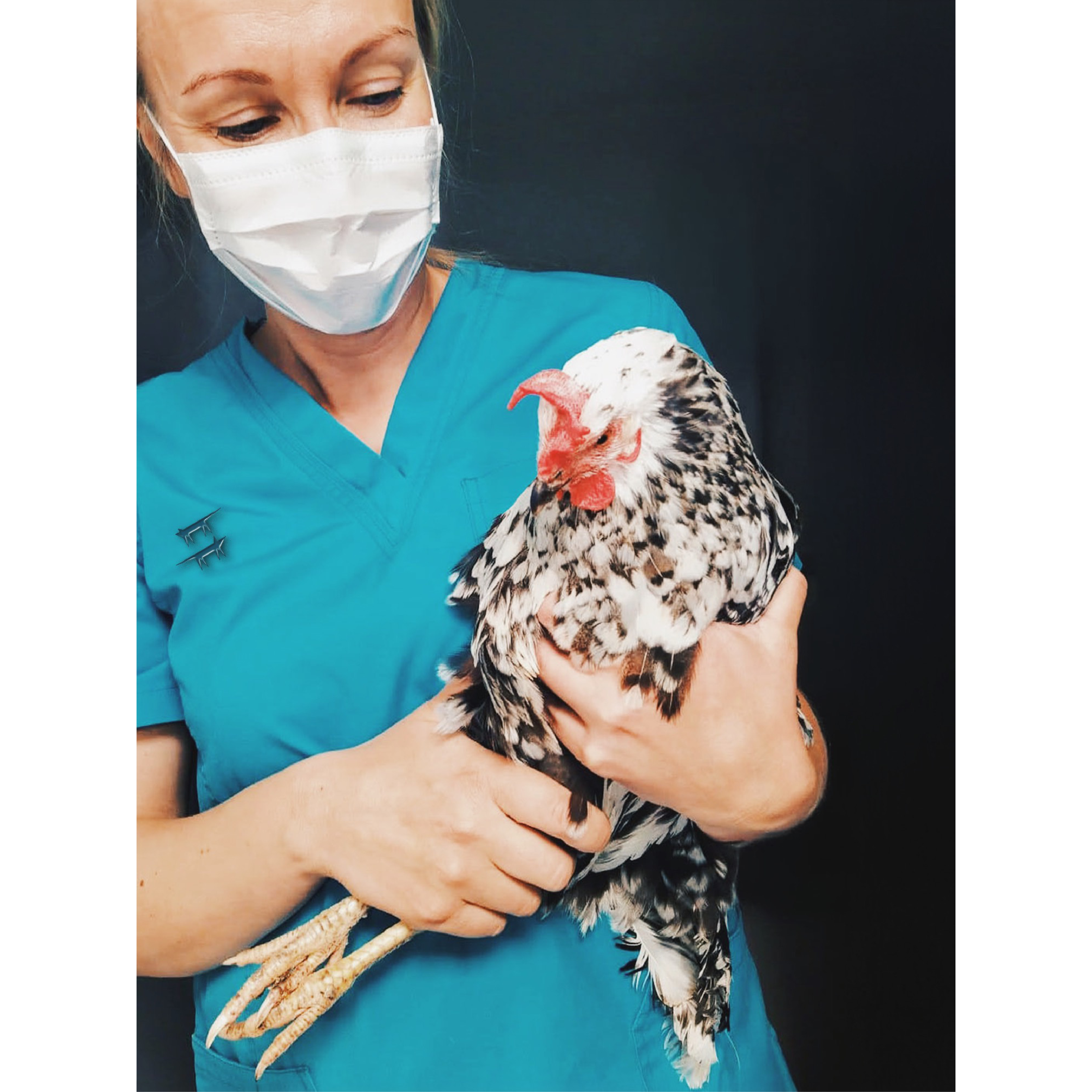 A veterinarian with a logo pin holding a chicken
