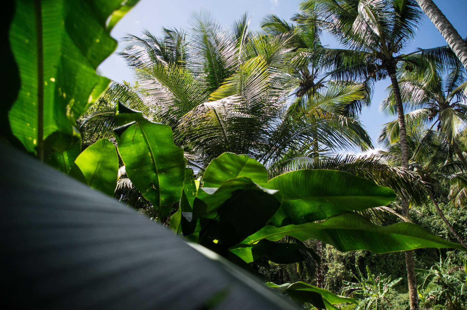 http://www.deuxnoixdecoco.com/new-blog/2017/3/23/martinique-caribbean-vibes