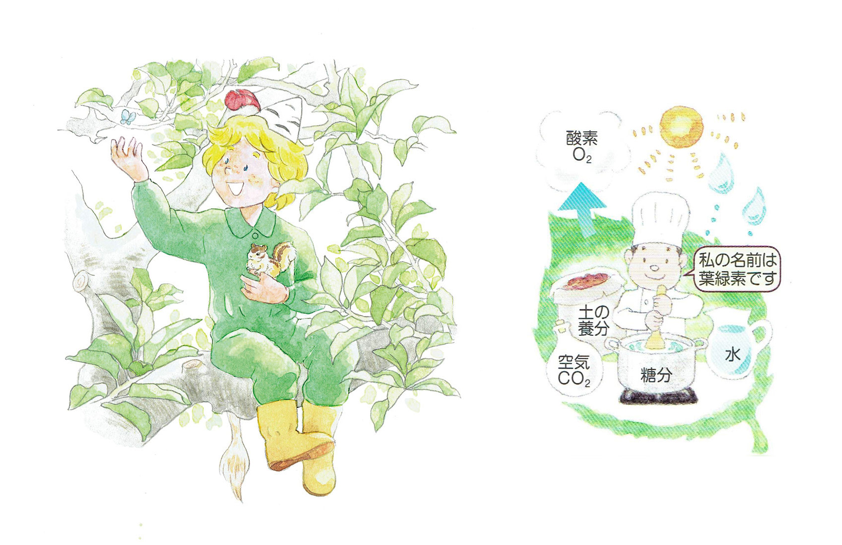 左は本のテーマである「森のムッレ教室」のキャラクター、ムッレ。木の枝に座って片手にリスを乗せ、もう片方の手に蝶をとまらせようとしている。少年くらいの年頃で、緑色のつなぎにブーツ、白樺の皮でできた三角帽を身につけている。 右は葉緑素を擬人化して葉っぱが水や二酸化炭素を元に酸素を出している様子の図解。