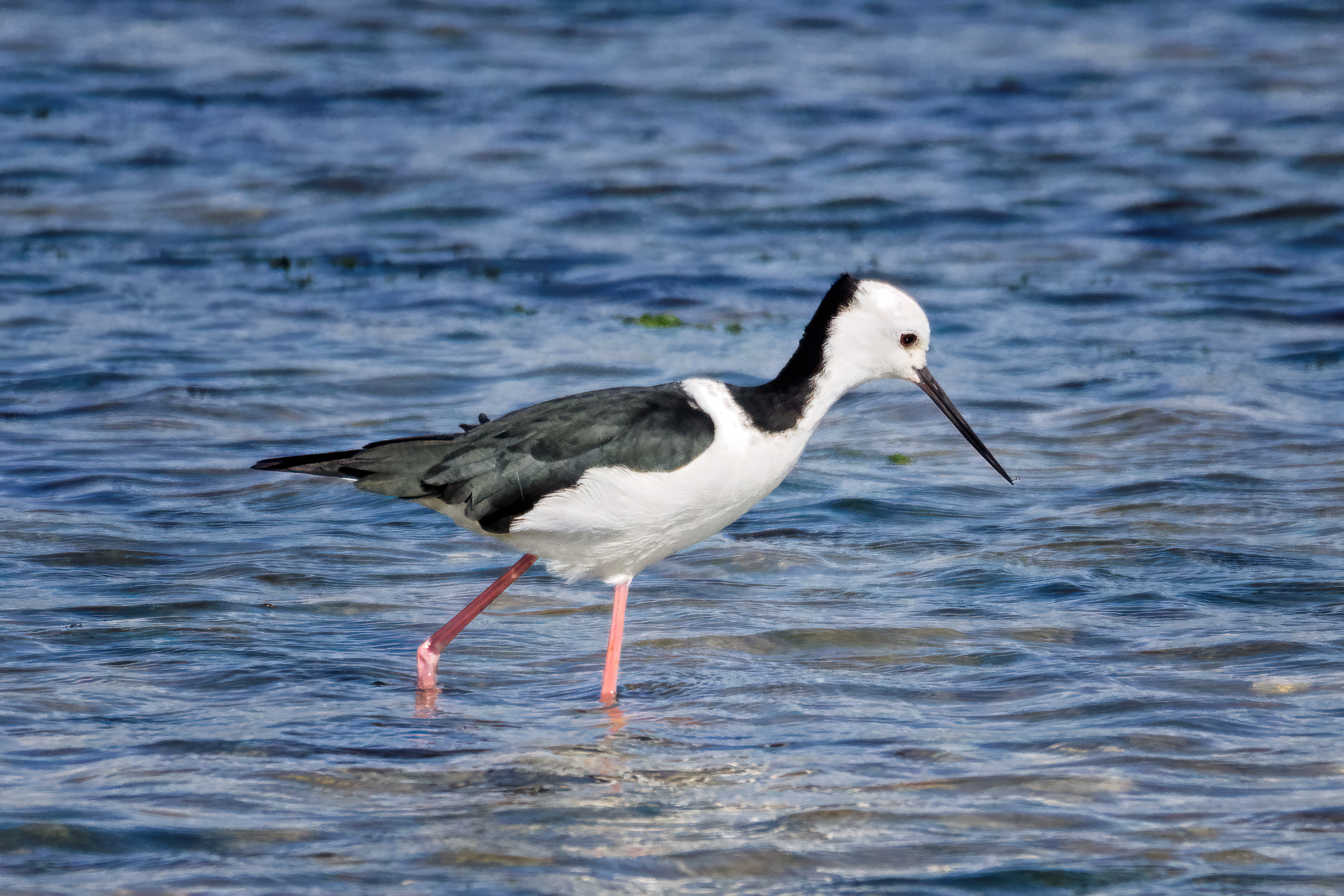 Image of a Pied Stint wading bird in Toetoes Bay, New Zealand