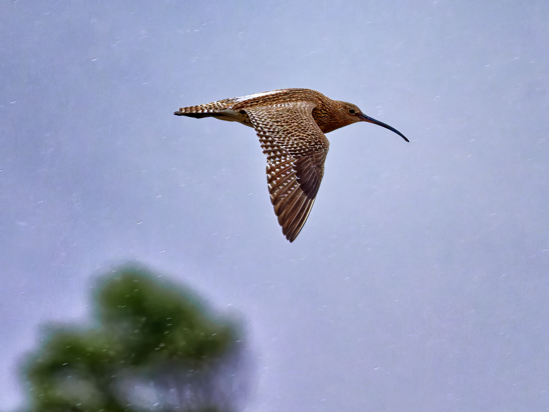 Image of a Curlew flying in rain on the Isle of Mull