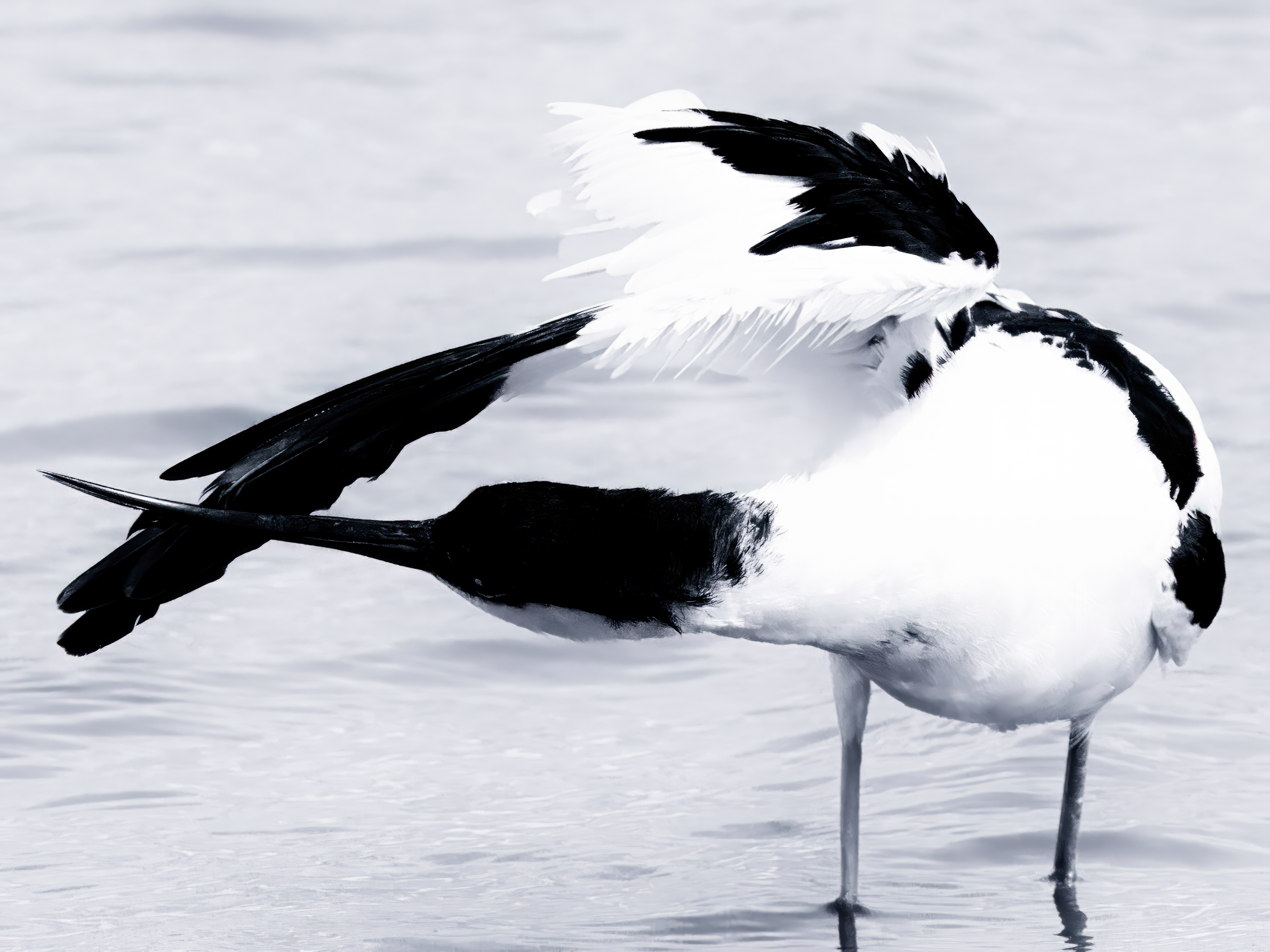 Am image of an Avocet bird preening itself at Titchwell, Norfolk