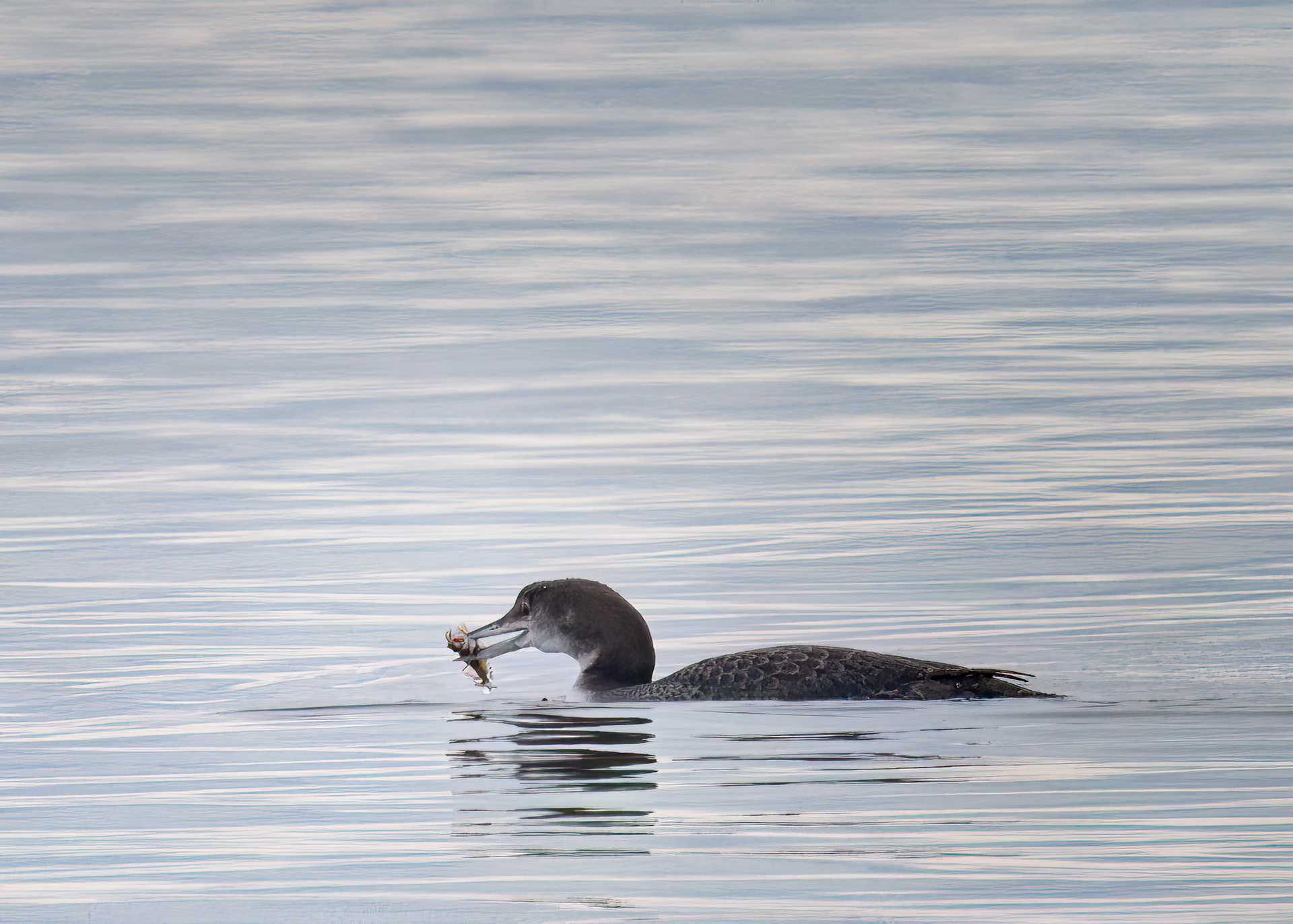 Image of a Great Northern Diver catching a fish off Rosemarkie beach in Scotland
