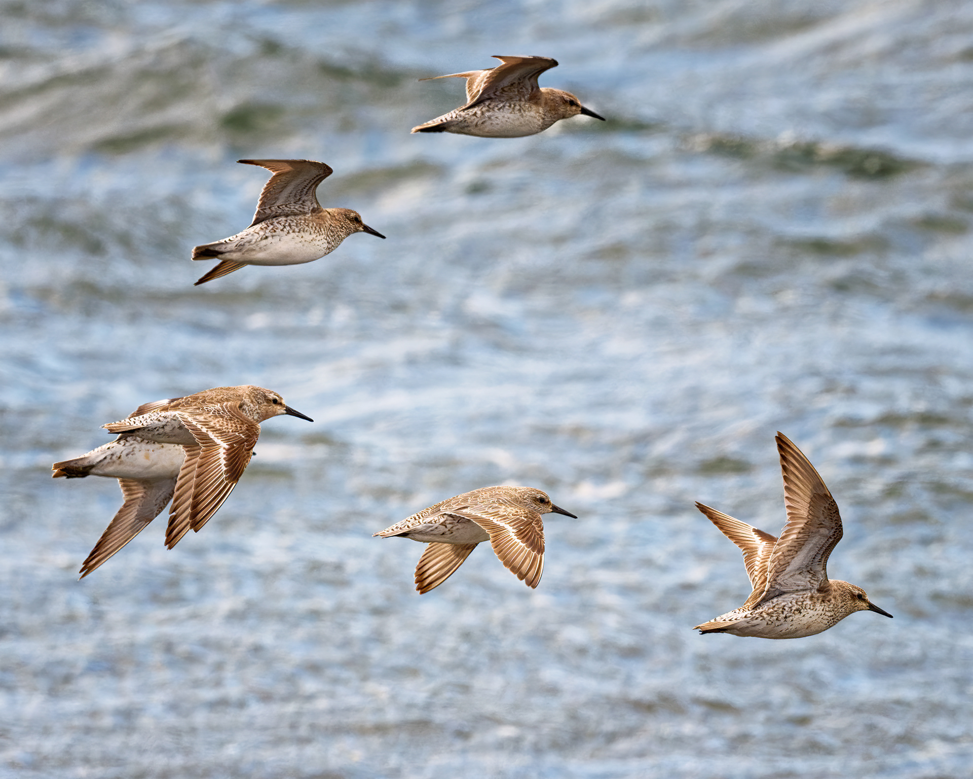 Image of a group of sanderlings in flight at South Gare, UK