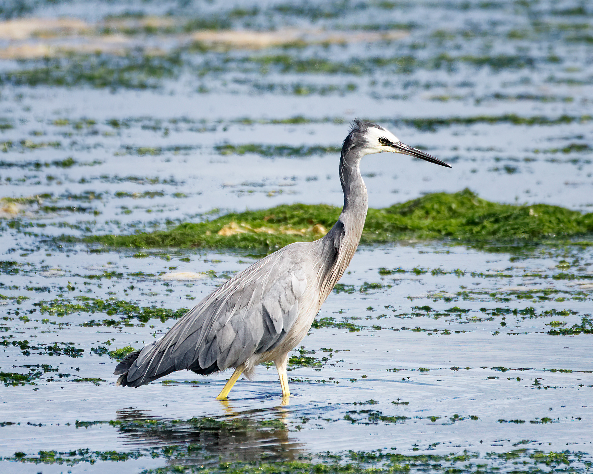 Image of white-faced heron in Toetoes Bay, Fortrose, New Zealand