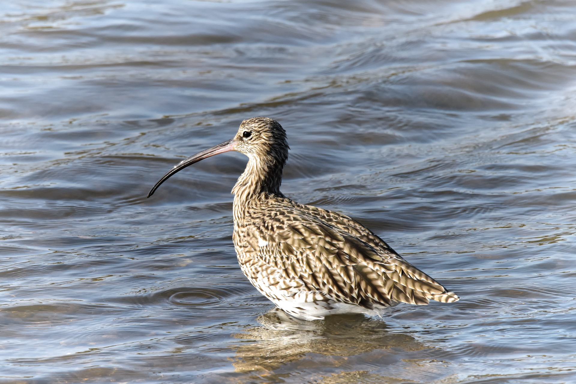 Image of a Curlew wading in water in Norfolk, UK