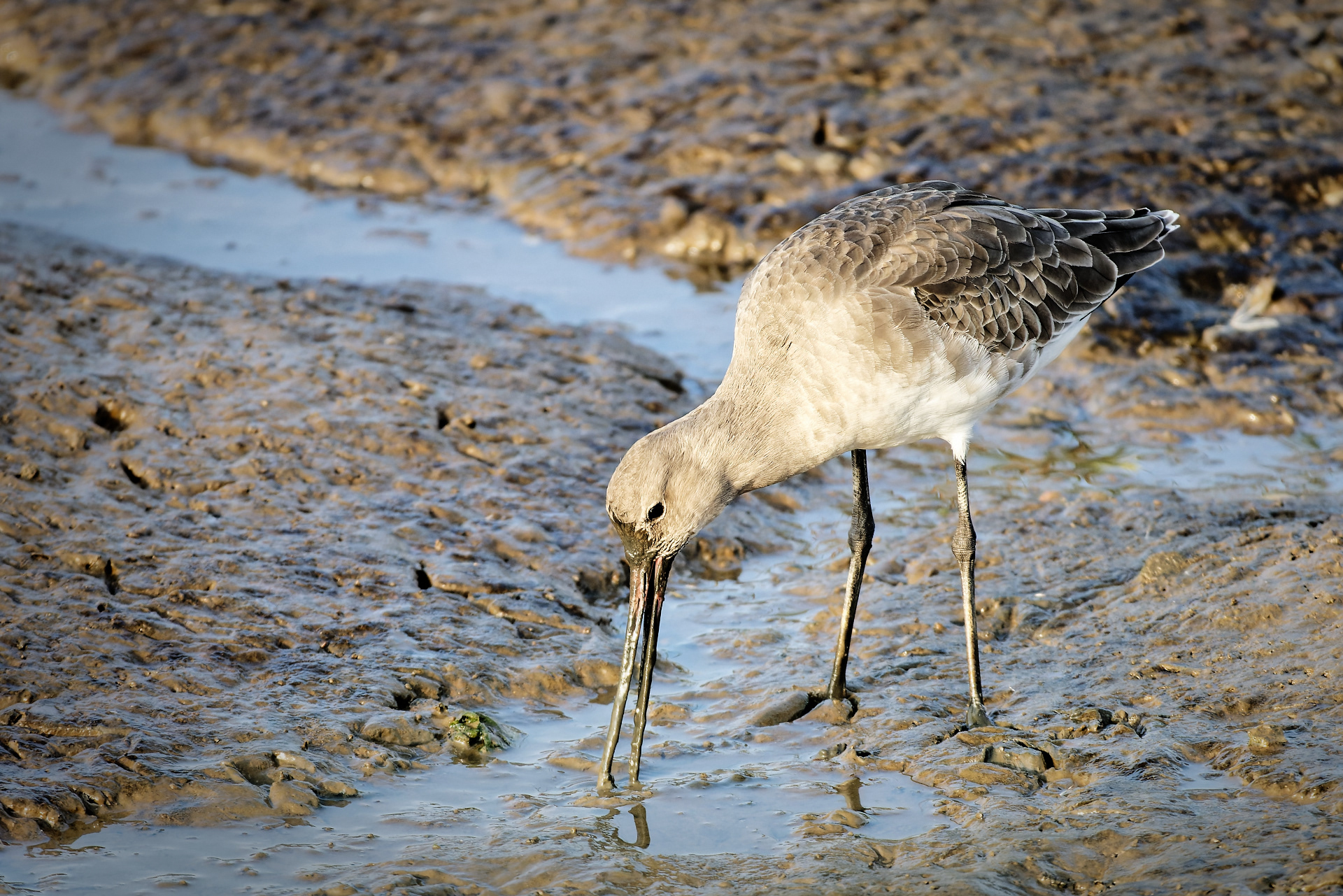 Image of a Bar-tailed Godwit, Norfolk coast, UK