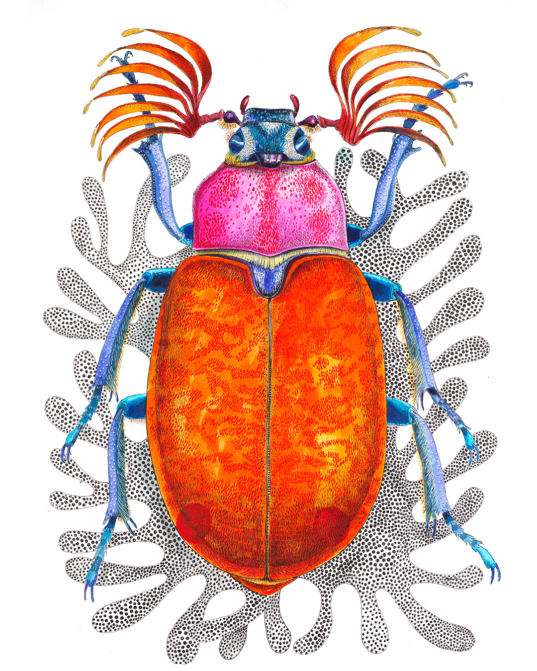 Polyphylla fullo, 2024