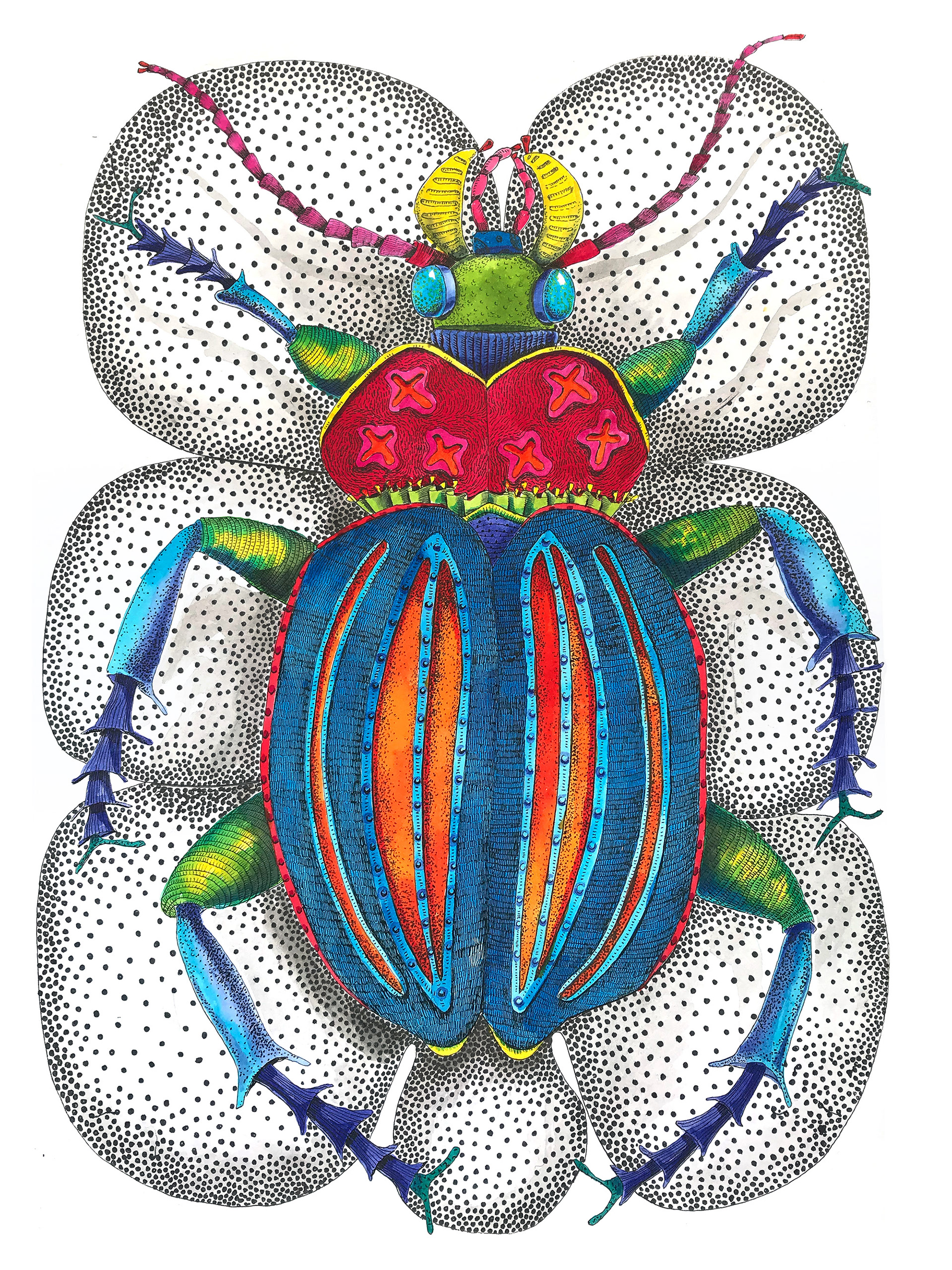 Coleoptera, Januar 2024