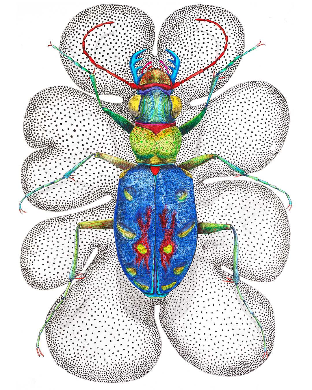 Cicindela_campestris, 2024