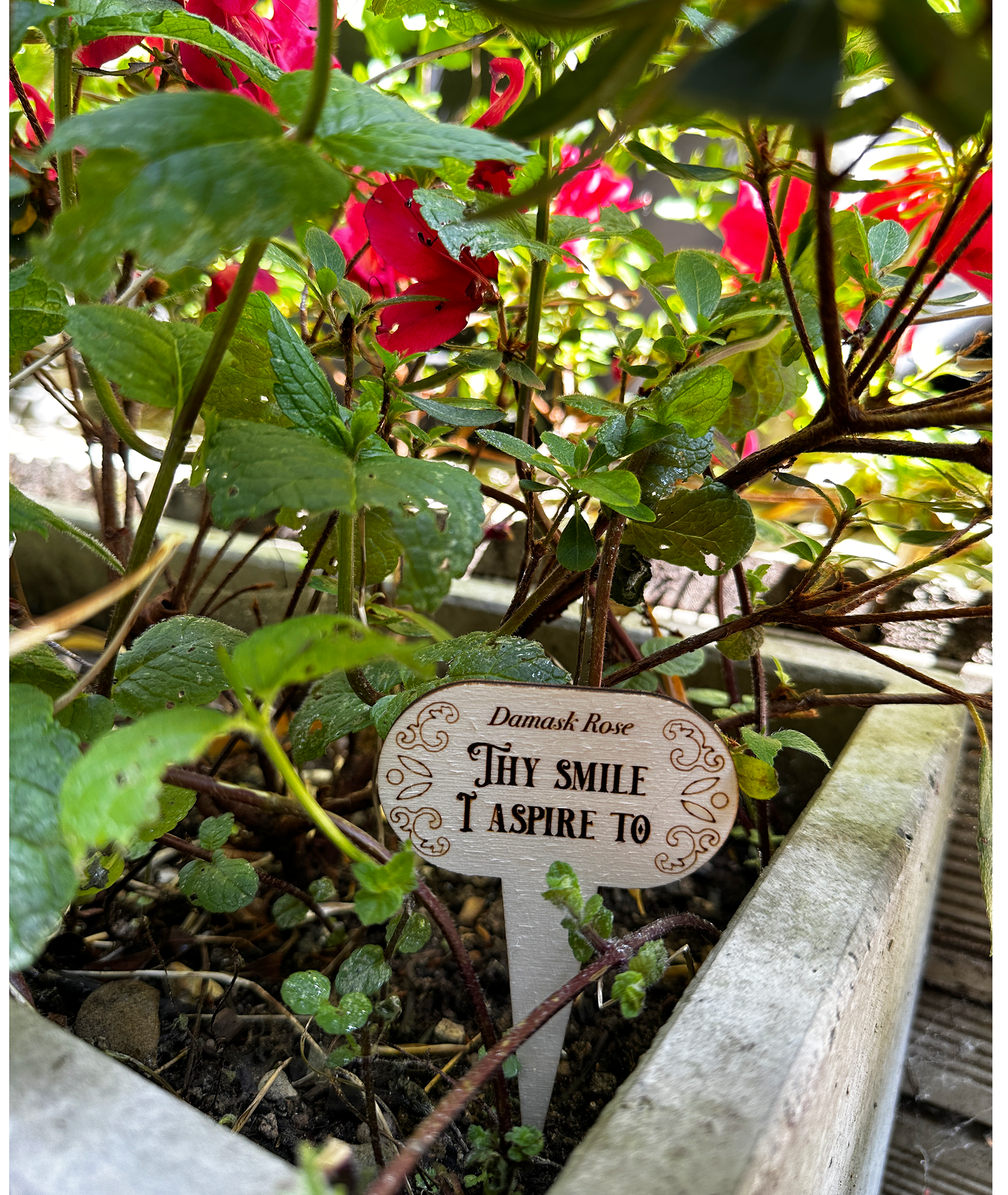 Flower plant label