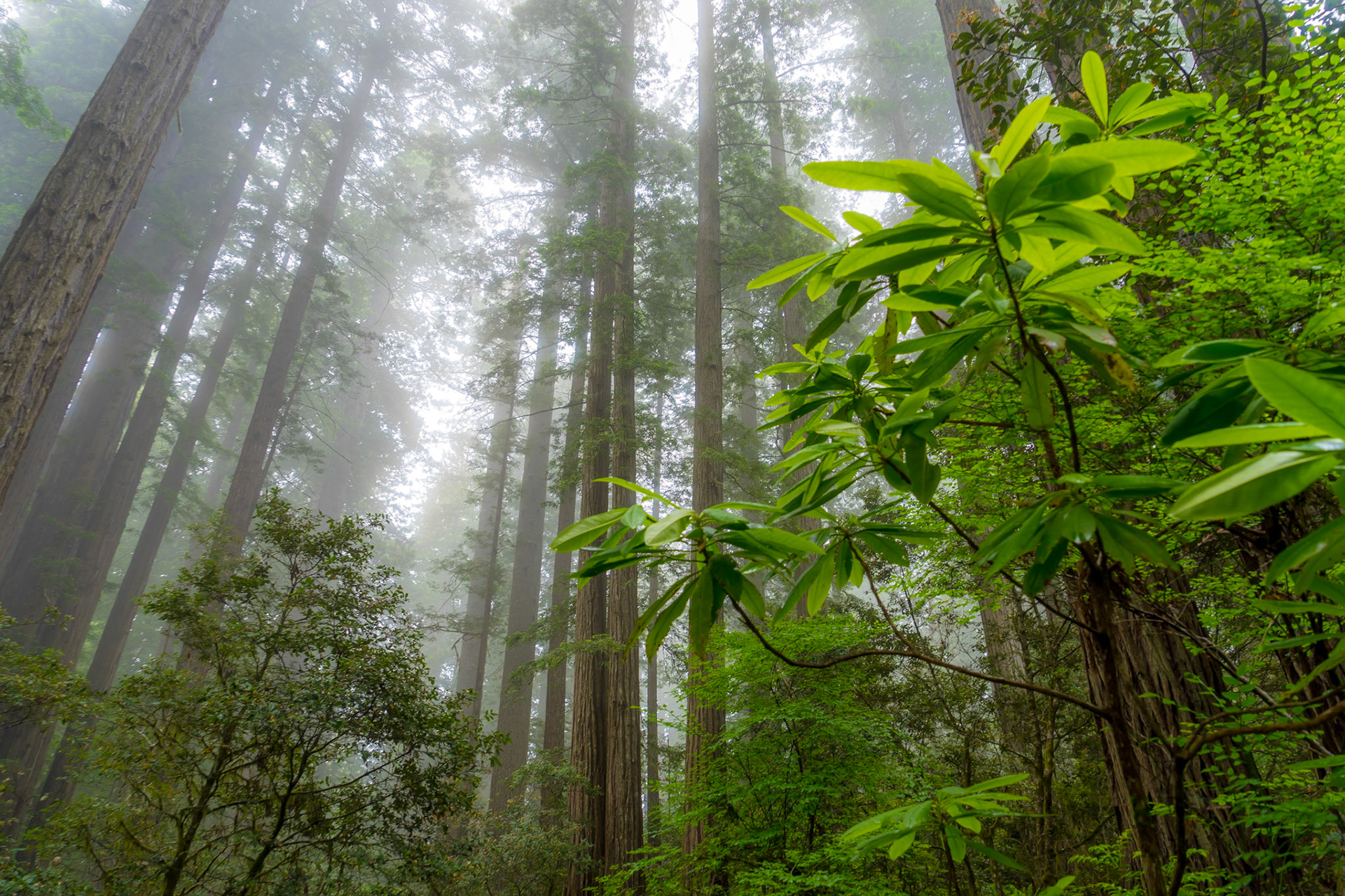 REDWOOD NATIONAL PARK