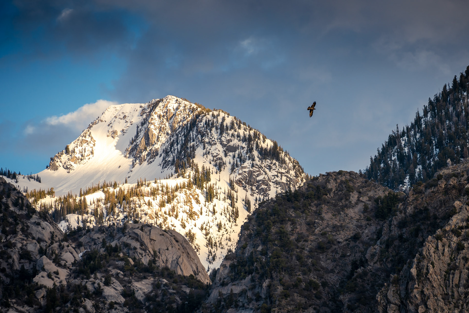 Uinta-Wasatch-Cache National Forest
