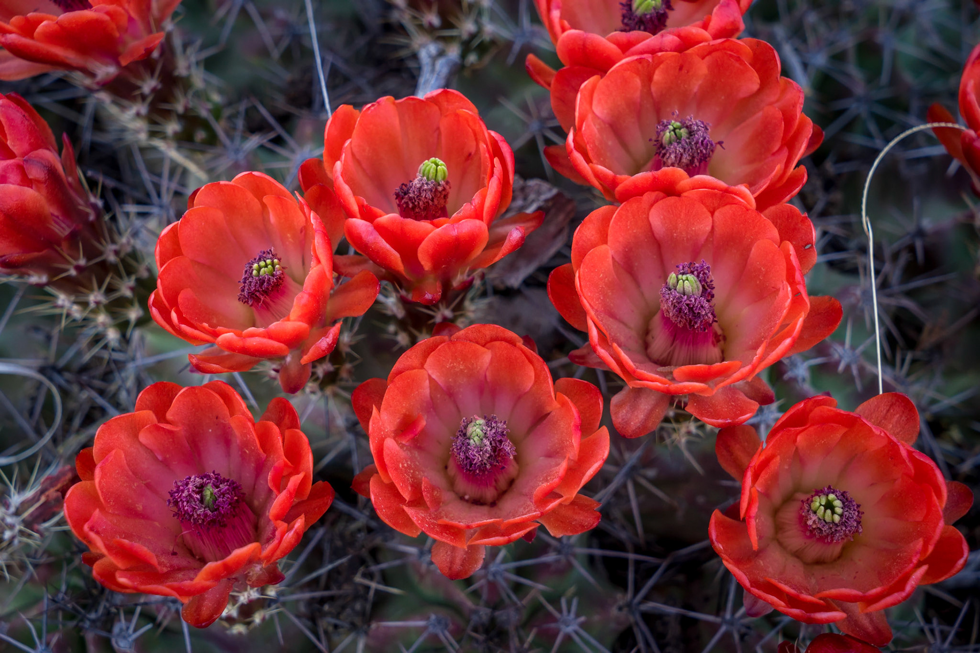 GUADALUPE MOUNTAINS NATIONAL PARK