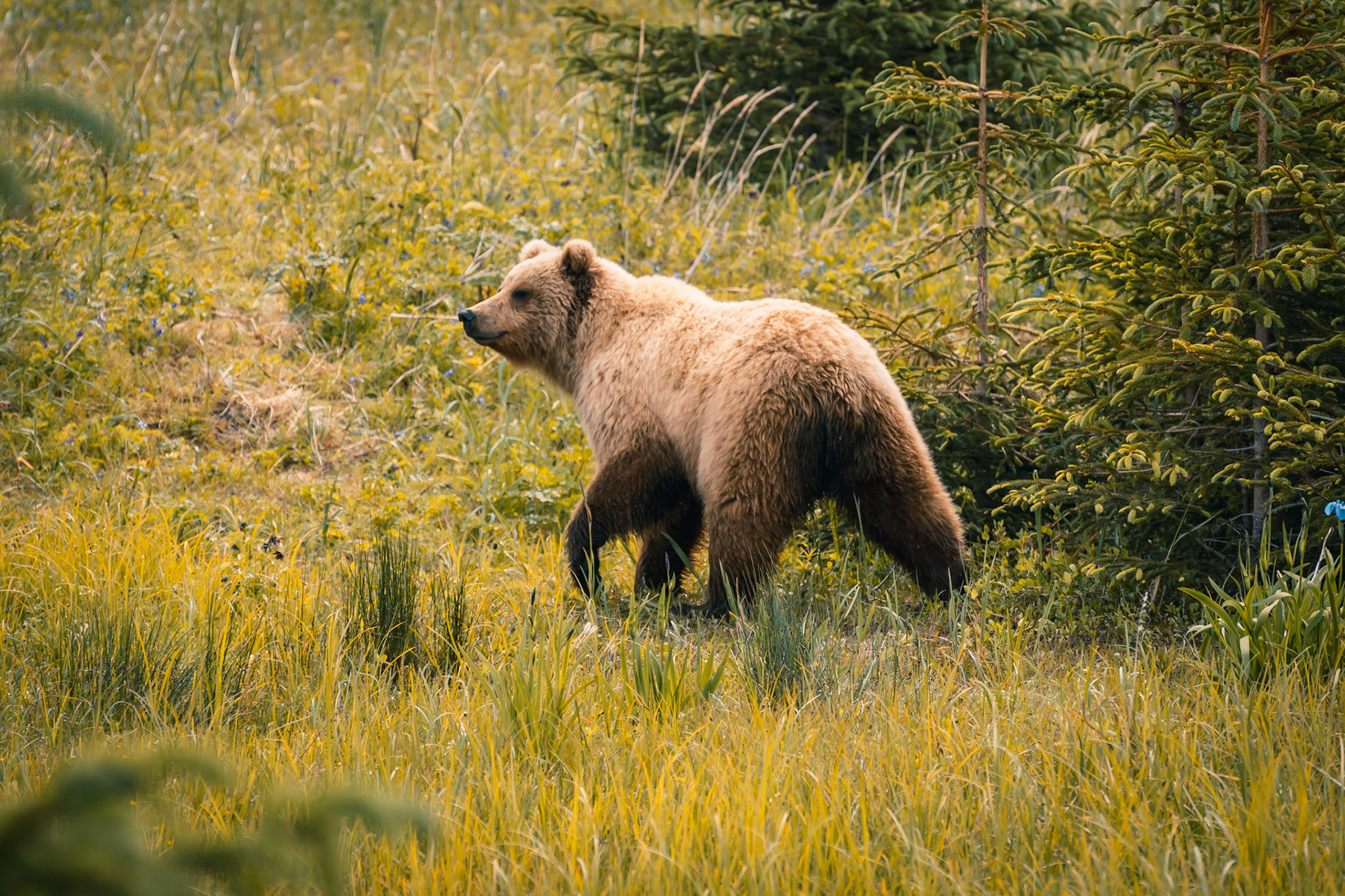 LAKE CLARK NATIONAL PARK