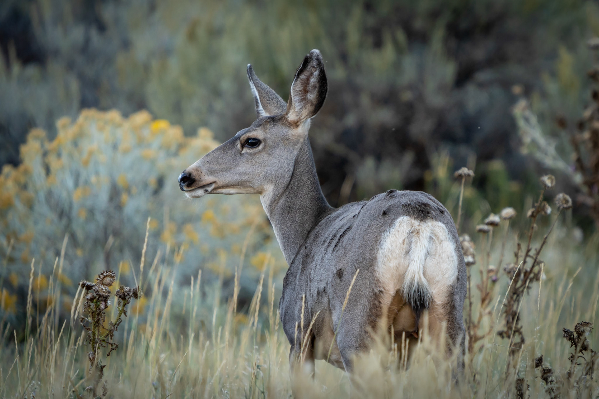 BLM Public Lands, Utah