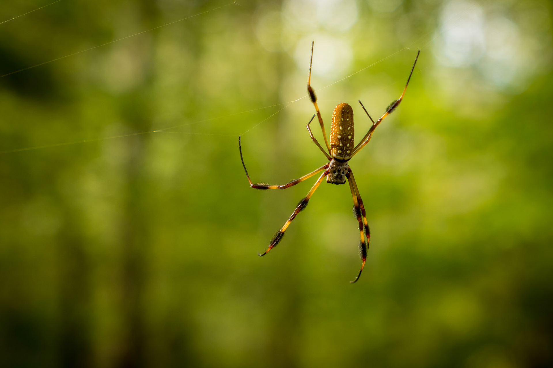 CONGAREE NATIONAL PARK