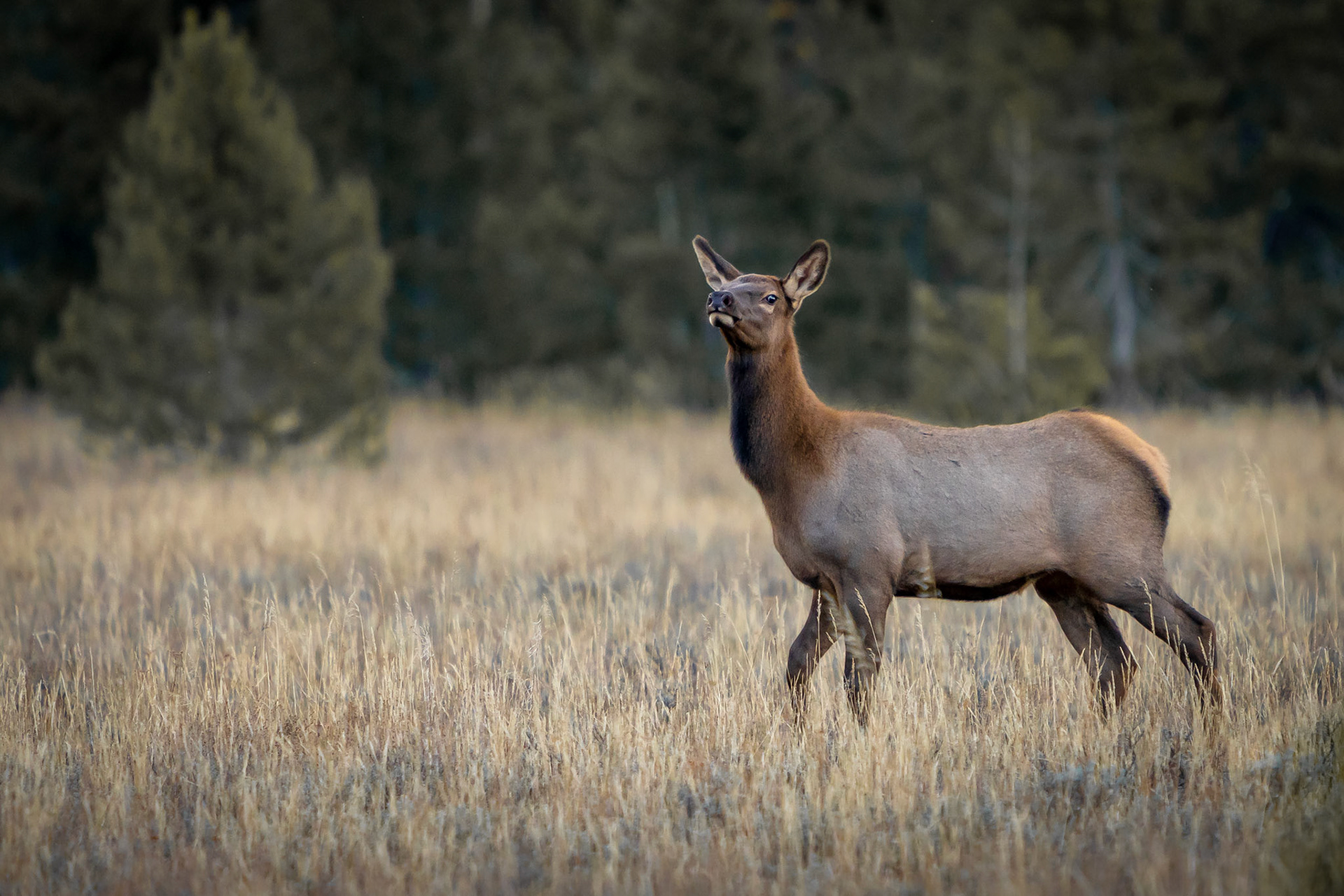 Grand Teton National Park, Wyoming