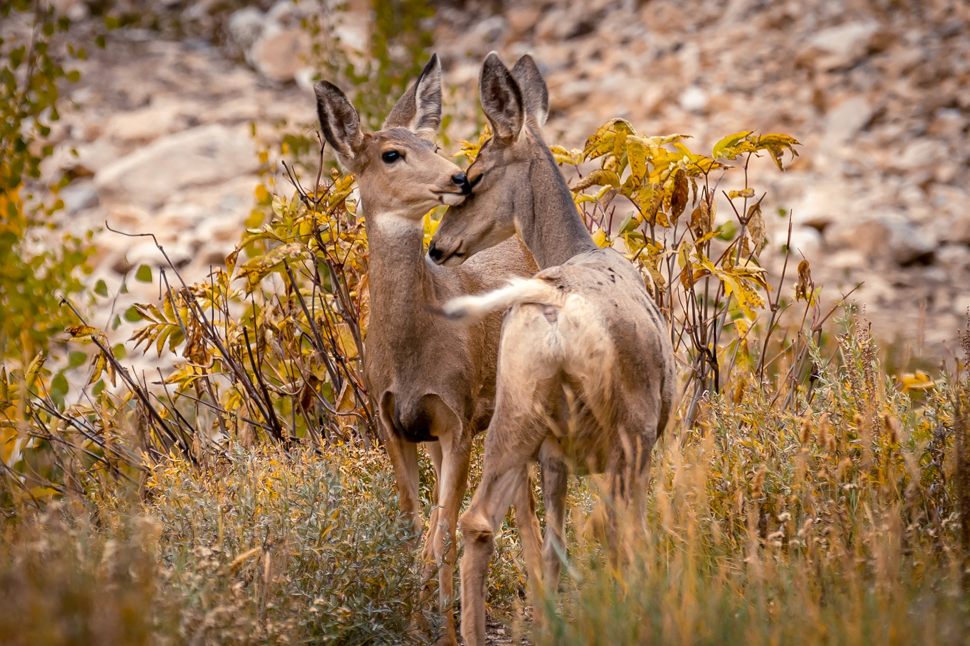 BLM Public Land, Utah